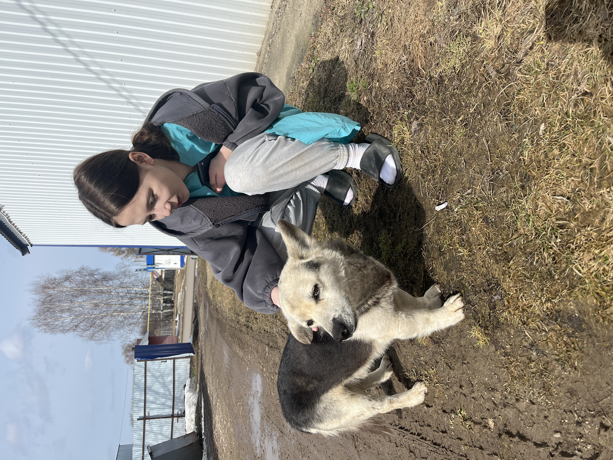 The image shows a young woman crouching next to a dog in an outdoor setting, likely in the city of Норья, Russia.
The woman has dark hair and is wearing a grey jacket over a light blue top, grey sweatpants, white socks, and black sandals. She is looking down at the dog, with one hand resting on its head or back.
The dog is medium-sized with white and grey fur. It is lying on the ground and appears to be looking to the left of the frame.
The setting is outdoors, with a corrugated metal fence in the background. The ground is a mix of dirt, mud, and dry grass. In the distance, there are trees without leaves, suggesting it is late winter or early spring. There are also glimpses of other buildings or structures in the background, suggesting a residential or semi-rural area.