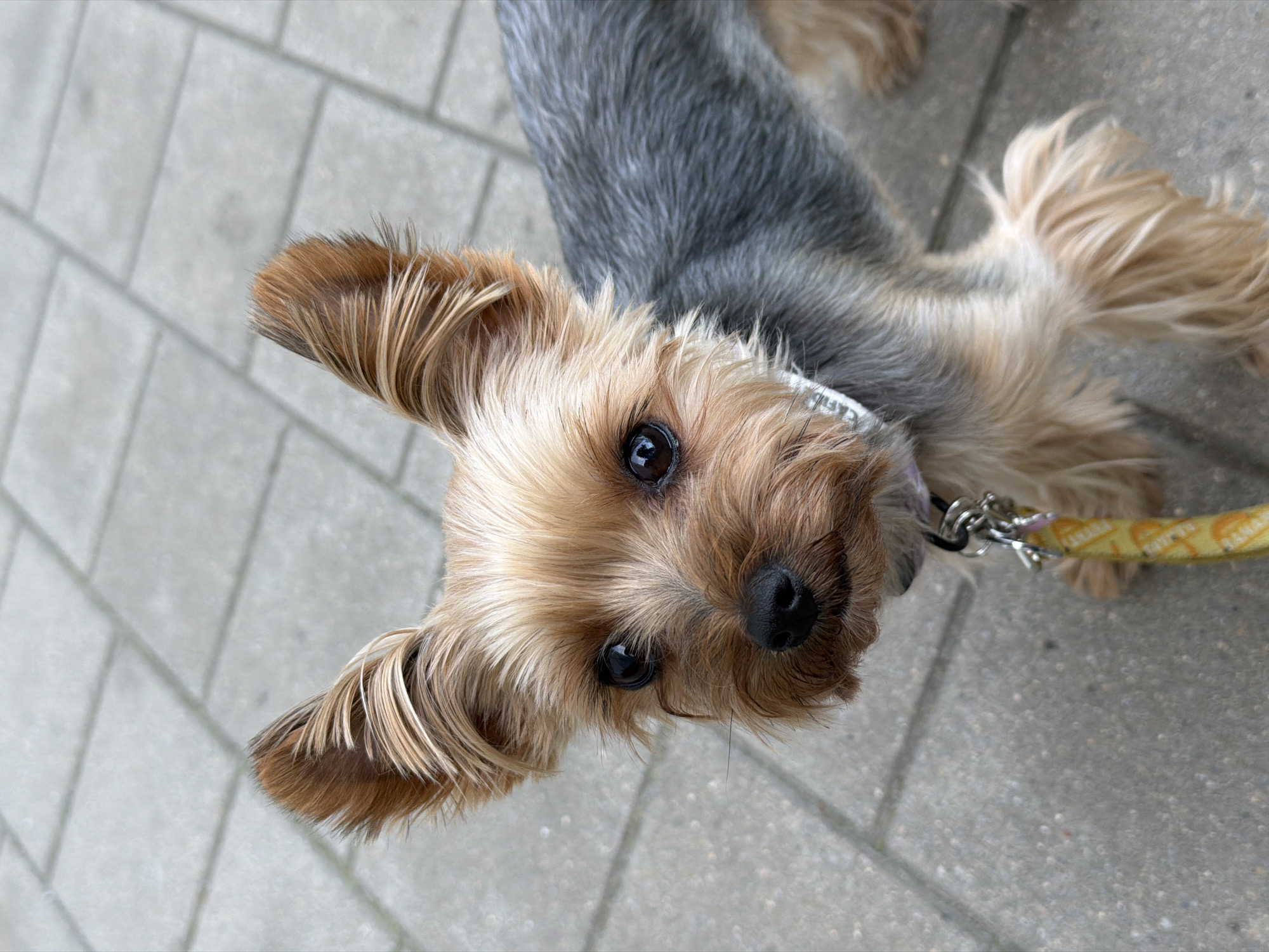 A Yorkshire Terrier dog is standing on a sidewalk. The dog has tan fur on its face and ears, and gray fur on its back. It is wearing a white collar and a yellow leash. The sidewalk is made of grey paving stones. The image was taken outdoors on a cloudy day.