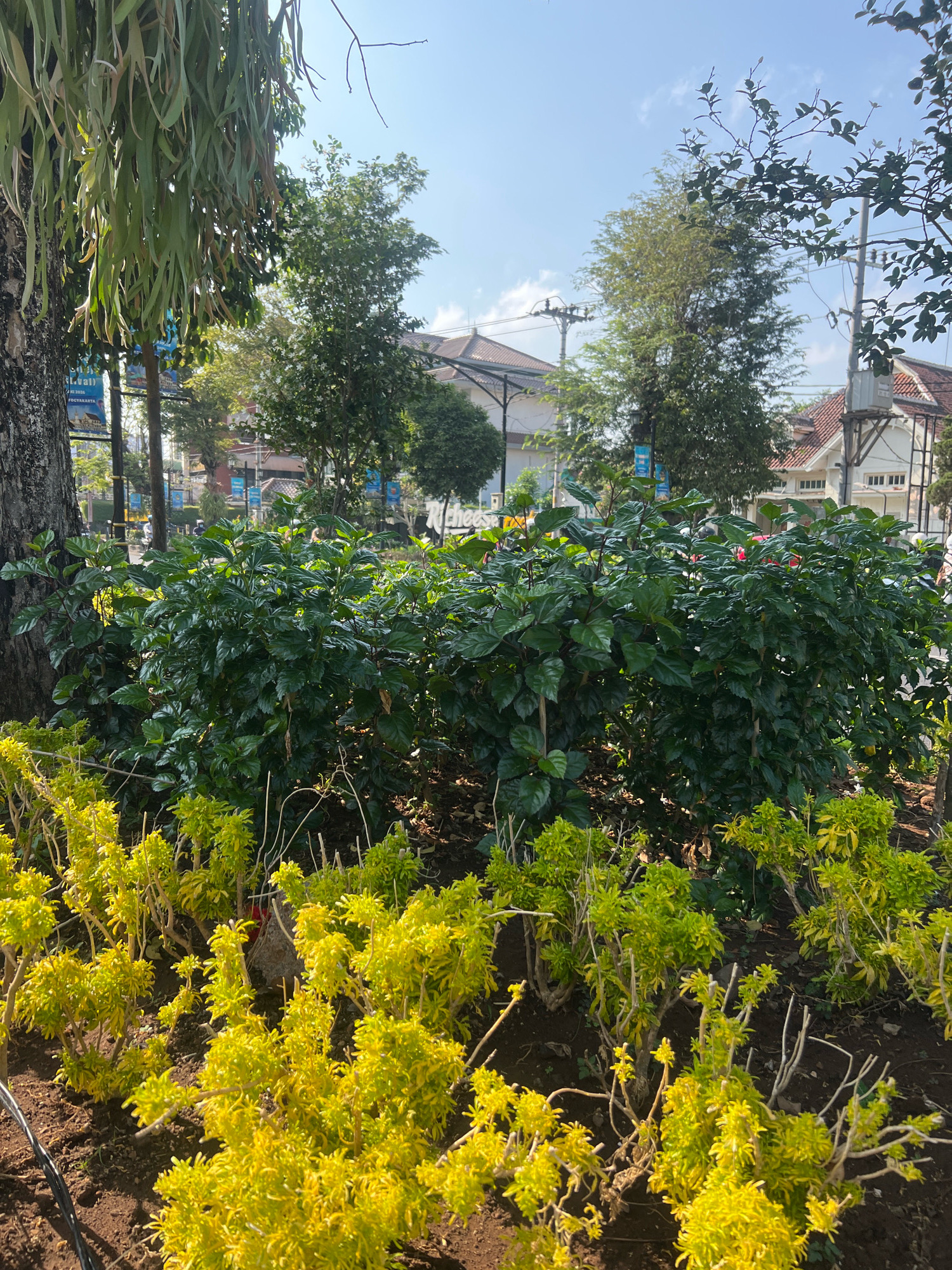 A medium shot captures a sunlit outdoor scene with lush greenery in the foreground and buildings in the background. The foreground features a cluster of dark green leafy bushes, possibly hibiscus, with some dry, thin stalks interspersed. In front of these bushes are rows of bright yellow-green leafy plants, appearing somewhat wispy and dry in places.
Behind the bushes, trees with green foliage are visible, some with hanging leaves. The background reveals buildings with terracotta roofs and white facades, suggesting an urban or suburban setting. Power lines and utility poles are present, indicating infrastructure typical of a city. A street with some signs and possibly a light pole is visible in the distance. The sky is blue with scattered white clouds.
The overall impression is that of a well-maintained garden or park area within the city of Yogyakarta, Indonesia, likely during daylight hours, given the strong sunlight and shadows. There are no people clearly visible in the frame, only hints of distant activity on the street. The scene is static and focuses on the natural elements contrasted with the urban environment.