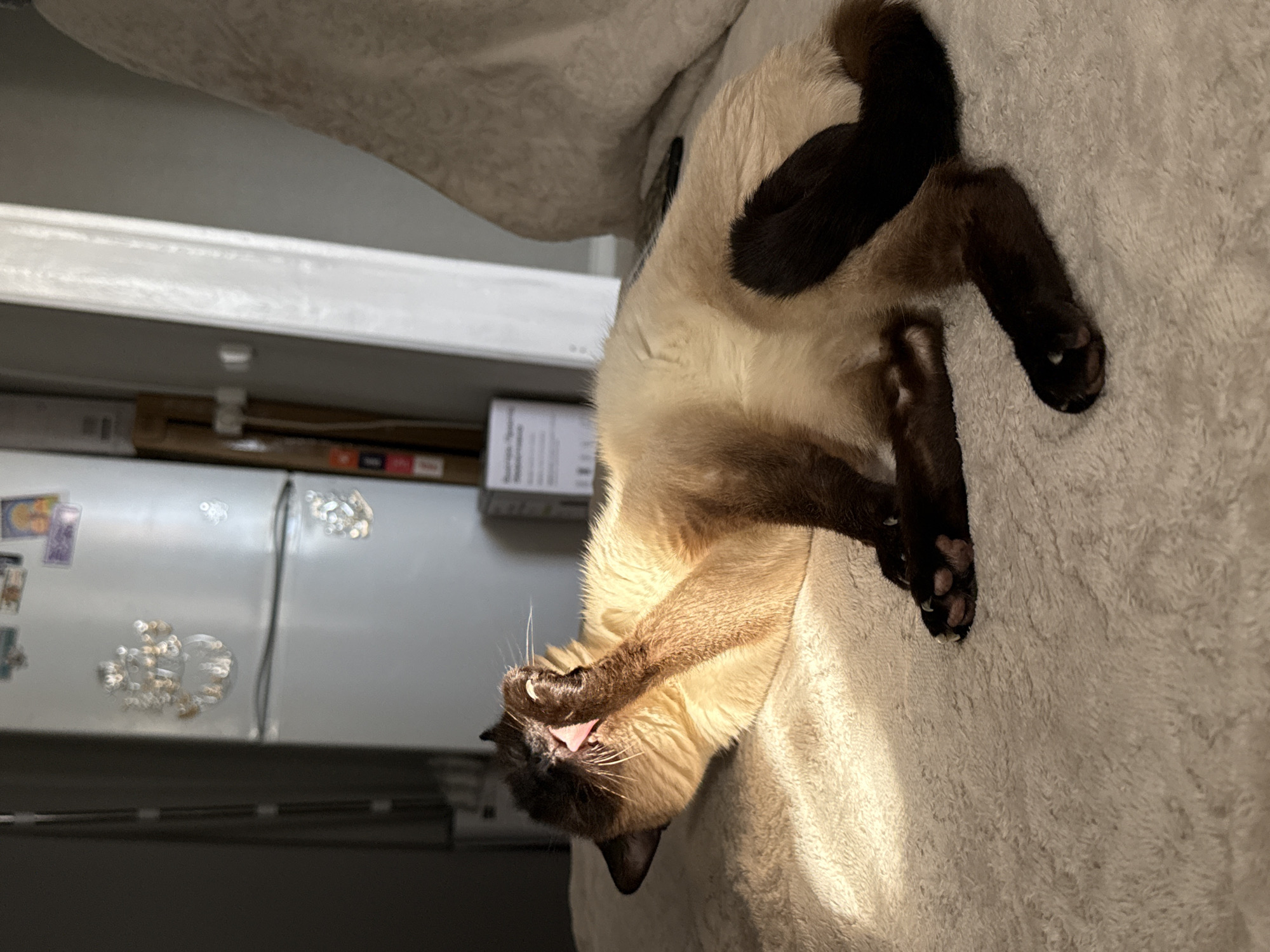 A Siamese cat rests on a light-colored, textured surface, likely a sofa or bed. The cat is positioned upside-down, its dark brown tail and hind legs visible towards the top right of the frame. The cat's front paws are near its face, and its mouth is slightly open, showing a pink tongue. The background includes a white kitchen cabinet or refrigerator, adorned with magnets and other items. Above the appliance, a white shelf is partially visible. The location appears to be indoors, possibly a residential kitchen. The photo was taken in Chaikovsky, Russia.