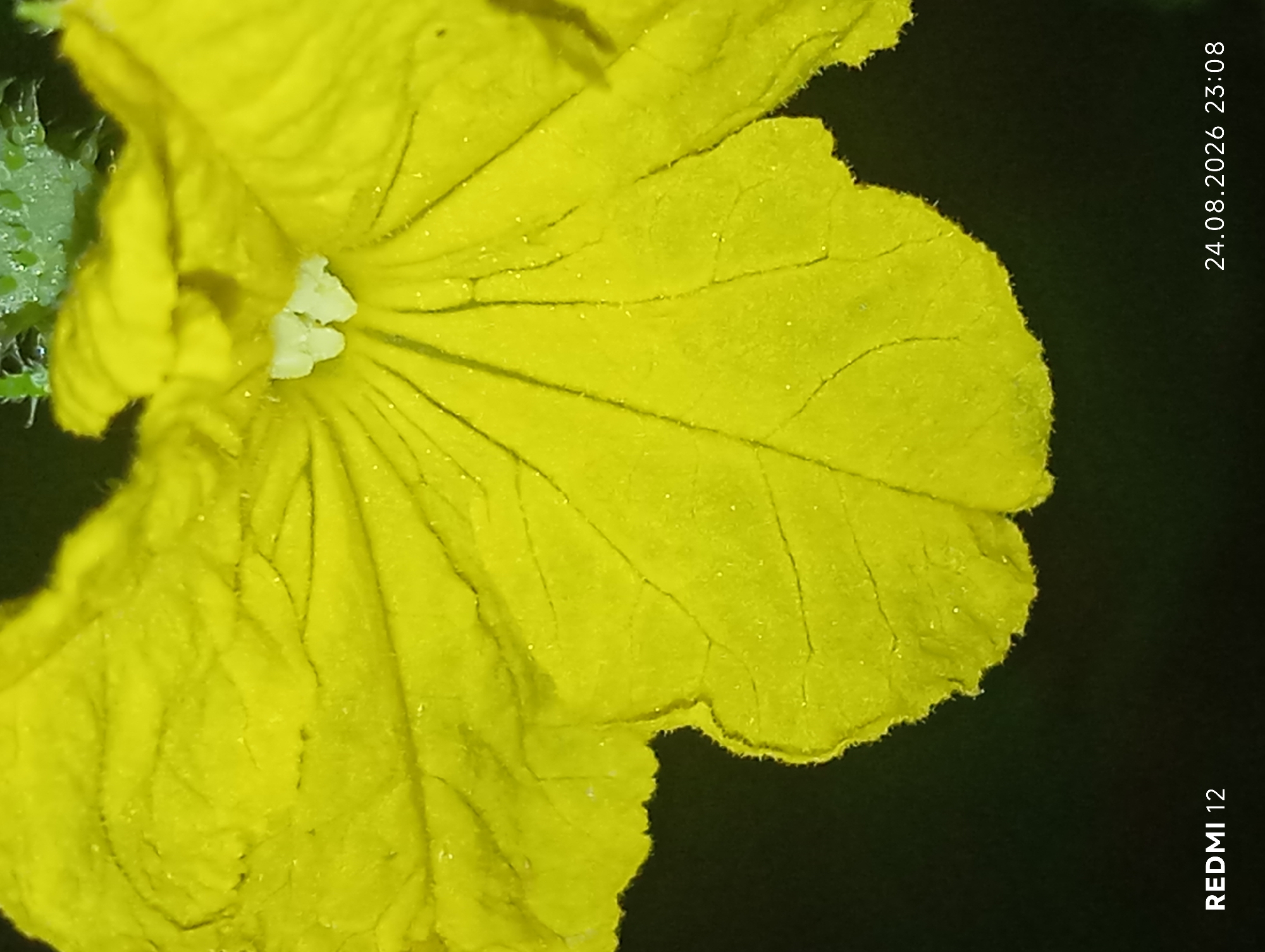 The image is a close-up shot of a bright yellow flower against a dark background. The flower has five petals, with visible veins and a slightly fuzzy texture. There are small water droplets on the petals. The center of the flower is lighter yellow and appears to have stamen. In the lower left corner of the image, the text "REDMI 12" is visible. In the lower right corner, the date and time "24.08.2026 23:08" are displayed. The image does not contain any information or visual cues that would allow for the determination of its location in the city of Smila, Ukraine.