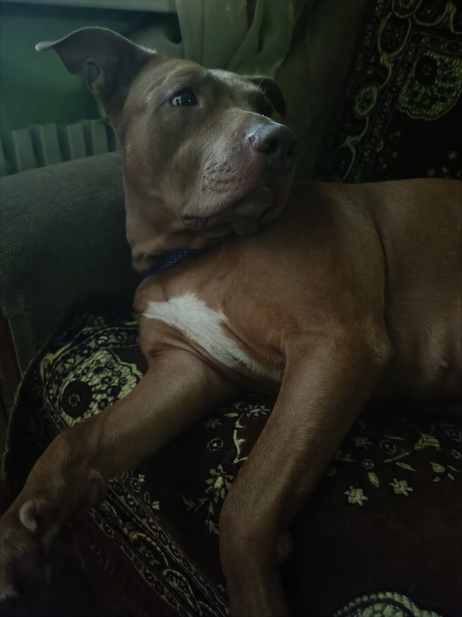 A reddish-brown pit bull terrier is lying on a couch with a patterned throw. The dog is facing left, with its head turned to look at the camera. Its left ear is flopped back, and its right ear is partially visible. The dog has a white patch of fur on its chest. The couch is dark green, and the throw is a dark brown with a repeating pattern of gold and black. The background is out of focus, but appears to be a room with a radiator and a window. The lighting is dim and appears to be artificial. No people are visible in the image. The image was likely taken indoors in an urban environment. The presence of a couch and patterned throw suggests a domestic setting.