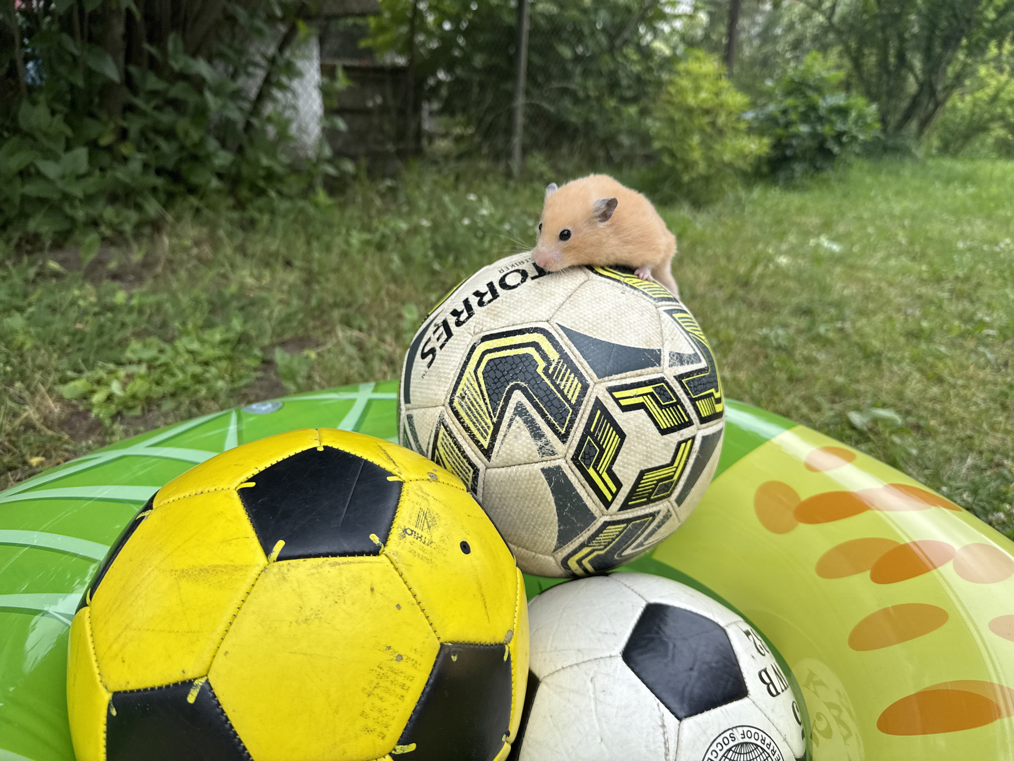 A hamster sits on top of a soccer ball in Pastavy, Belarus. The soccer ball is white with yellow and black geometric patterns and the word "TORRES" visible. The hamster is small and light brown with black eyes and ears. It is positioned on the upper curve of the ball, facing left. In the foreground, partially visible, are two other soccer balls: one yellow and black, and one white and black. These balls are resting on a green inflatable ring with an orange polka-dot pattern. The background consists of green grass and trees, suggesting an outdoor setting. The lighting is natural, indicative of daylight. There are no humans visible in the image.