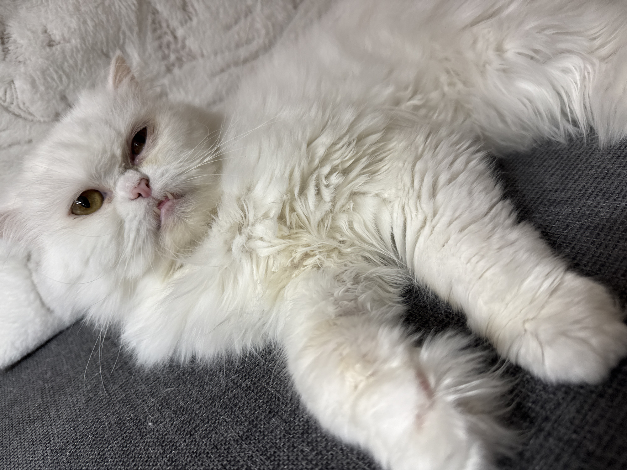 A medium shot shows a white Persian cat lying on a gray textured surface, possibly a sofa. The cat's head is slightly elevated, with one eye appearing brown and the other yellow. Its pink nose is visible, and the mouth is slightly open, revealing a small portion of the tongue. The cat's white fur is long and fluffy, and its paws are extended, showing light pink paw pads. The background includes a white, textured fabric, likely a blanket or cushion. The location is unknown.