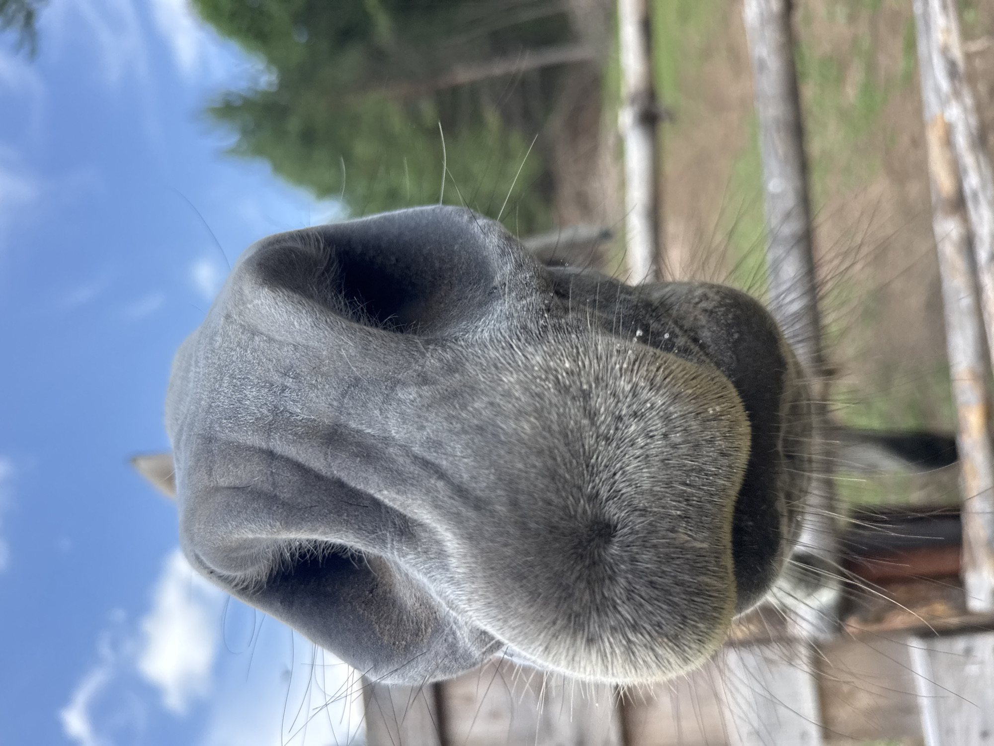 A close-up, low-angle shot captures the snout of a gray horse outdoors. The horse's nostrils and muzzle are prominently displayed, with its whiskers extending outwards. The background is blurred but shows a wooden fence, green grass, and trees under a partly cloudy blue sky, suggesting a rural or natural setting. There are no people or specific landmarks identifiable to pinpoint a location in the city of Гольяны, Russia.