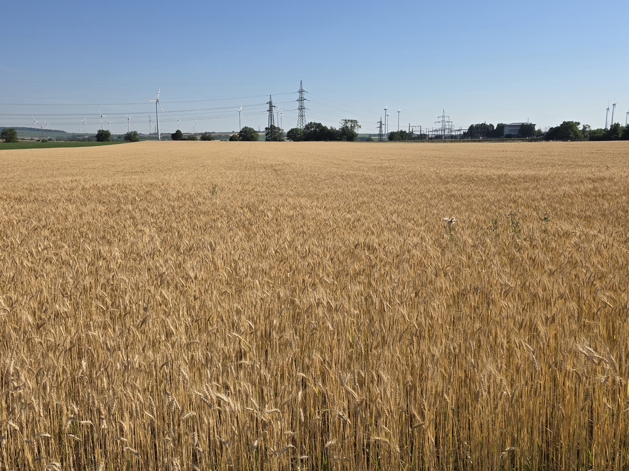 The image depicts a vast, golden wheat field in Bruck an der Leitha, Austria. The field occupies most of the foreground and midground, with mature wheat stalks stretching as far as the eye can see. In the background, a clear blue sky stretches across the horizon, interrupted by a line of wind turbines and tall electricity pylons. Trees are scattered sparsely across the landscape, interspersed with the industrial structures. The scene appears to be under bright daylight, casting a warm glow over the crops. There are no people visible in the image.