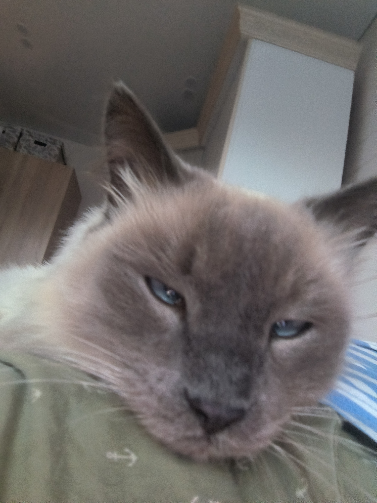 The image shows a close-up of a Siamese cat's face, its blue eyes are narrowed, and its fur is a light brown and cream color. The cat is lying on a green fabric that has an embroidered anchor symbol on it. In the background, there is a blurred view of what appears to be furniture and possibly part of a room's interior. There are no visible signs of the city of Октябрьский, Russia.