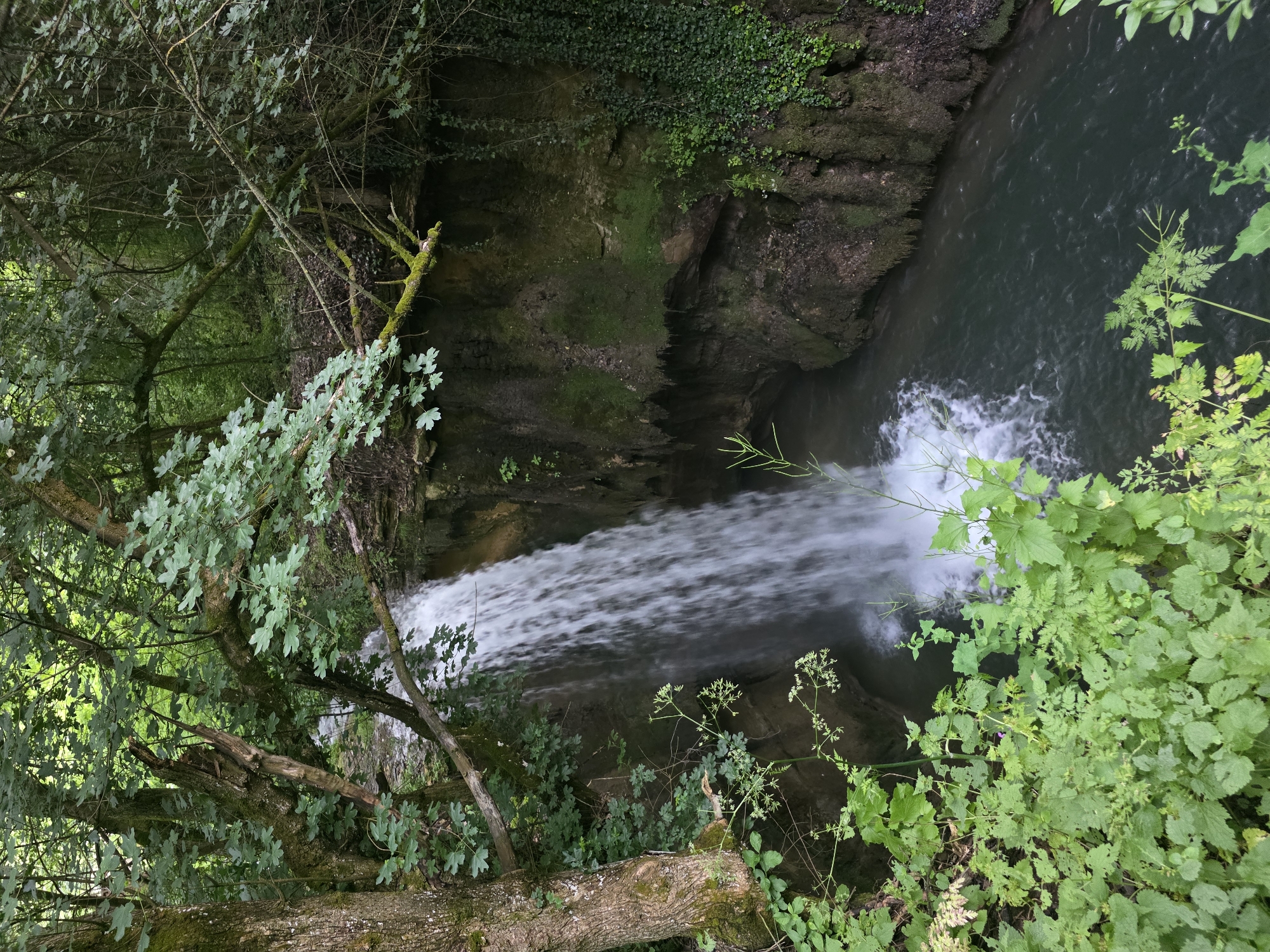 The media file captures a lush, verdant natural scene featuring a cascading waterfall viewed from a high vantage point. The perspective looks down into a shadowed gorge or ravine.
The primary subject is a powerful waterfall, appearing as a milky white, blurred cascade due to its rapid flow, descending into a dark, calm pool of water below. The water in the pool is a deep greenish-blue, reflecting the surrounding environment.
The scene is framed by dense, vibrant green foliage. In the foreground and along the sides, numerous tree branches with light green, lobed leaves extend into the frame, some branches showing signs of moss. Various other plants, including broad leaves and delicate flowering stalks, add to the rich undergrowth. The cliff faces forming the gorge are rocky, dark, and extensively covered in green moss and ivy, indicating a humid environment.
The setting appears to be a secluded natural area, likely a forest or woodland. The lighting suggests it is daytime, possibly overcast or shaded by the dense tree canopy, creating a soft, diffused light that highlights the greens of the vegetation. There is no visible text in the image. The location is Bela, Bulgaria.