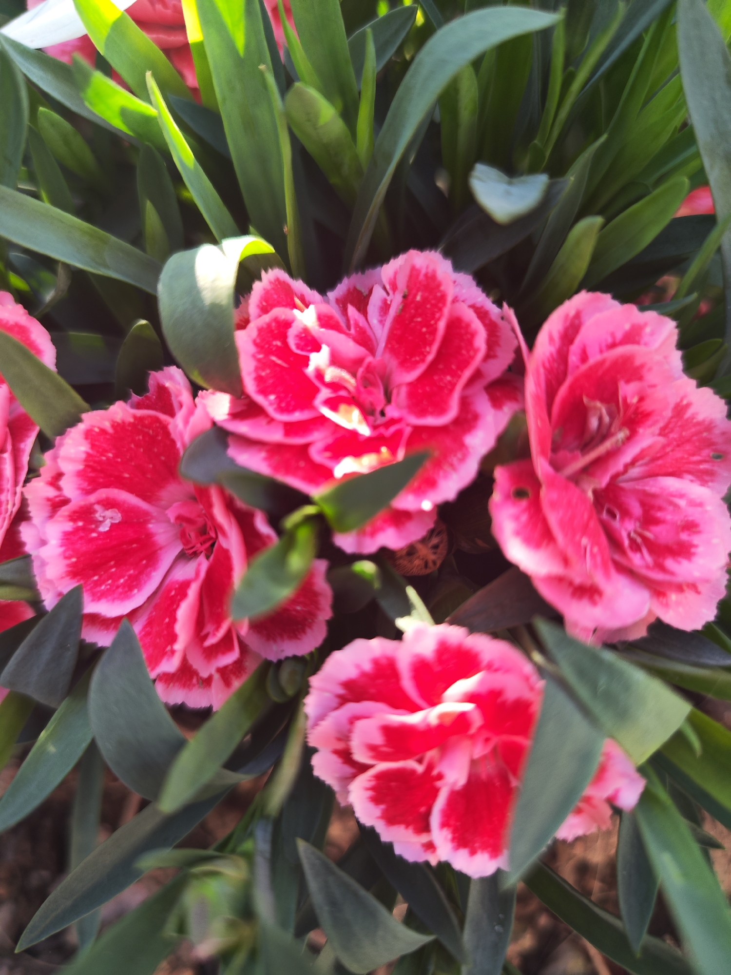 A close-up shot shows several pink carnation flowers, their petals a vibrant shade of pink with a lighter pink around the edges. These flowers are surrounded by green, elongated leaves. The location is Ribeira Grande, Portugal.