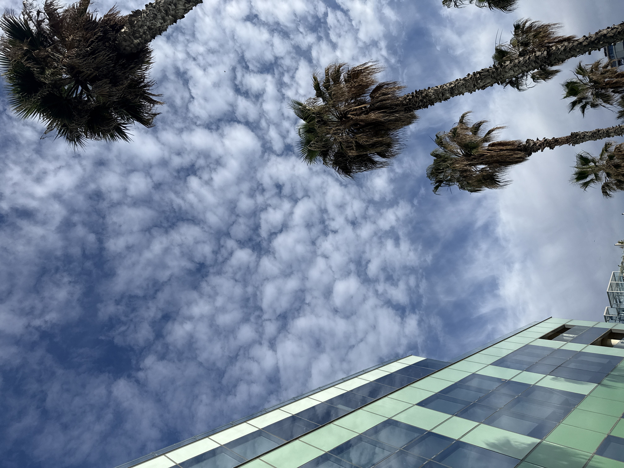 The image presents a perspective looking up at palm trees and a building against a sky filled with light, scattered clouds. The palm trees are mature, with their fronds extending from the tops of their trunks. The building features a geometric grid pattern of green-tinted glass. This scene is in Barcelona, Spain.