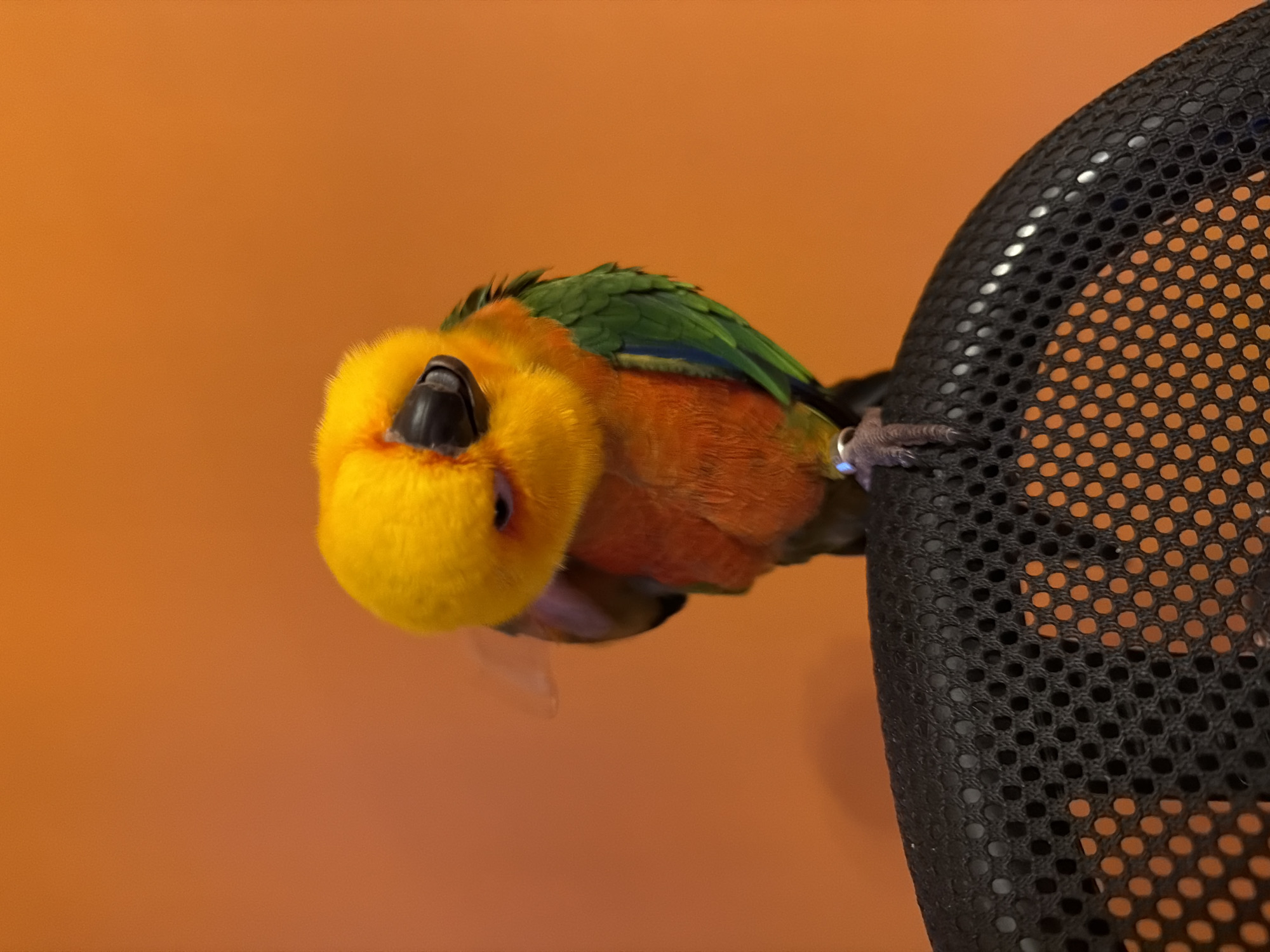 A sun conure parrot, identifiable by its bright yellow head, orange breast, and green wings, is perched on the edge of a black mesh surface. The parrot's head is tilted, and its eye is partially closed, giving it a sleepy or contemplative appearance. A small silver band is visible on one of its legs. The background is a solid, vibrant orange wall. The image is likely taken indoors, given the artificial lighting that casts a shadow of the parrot on the wall and illuminates the mesh surface. There are no indications of it being in Khimki, Russia or any other specific location.