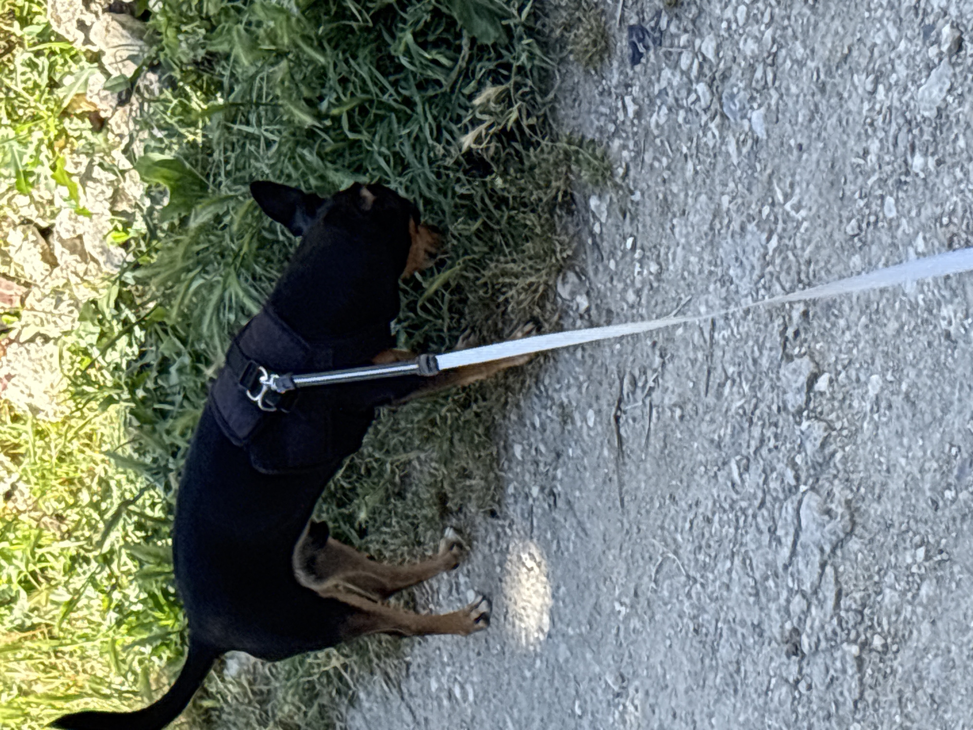 A black and tan dog wearing a harness and leash is sniffing the ground on a gravel path. The dog is positioned in the center of the frame, facing towards the right and slightly downwards. Behind the dog, there is a patch of green vegetation and some rocky ground. The lighting suggests it is daytime, with sunlight casting shadows. The image appears to be taken outdoors in Varna, Bulgaria, given the context provided.
