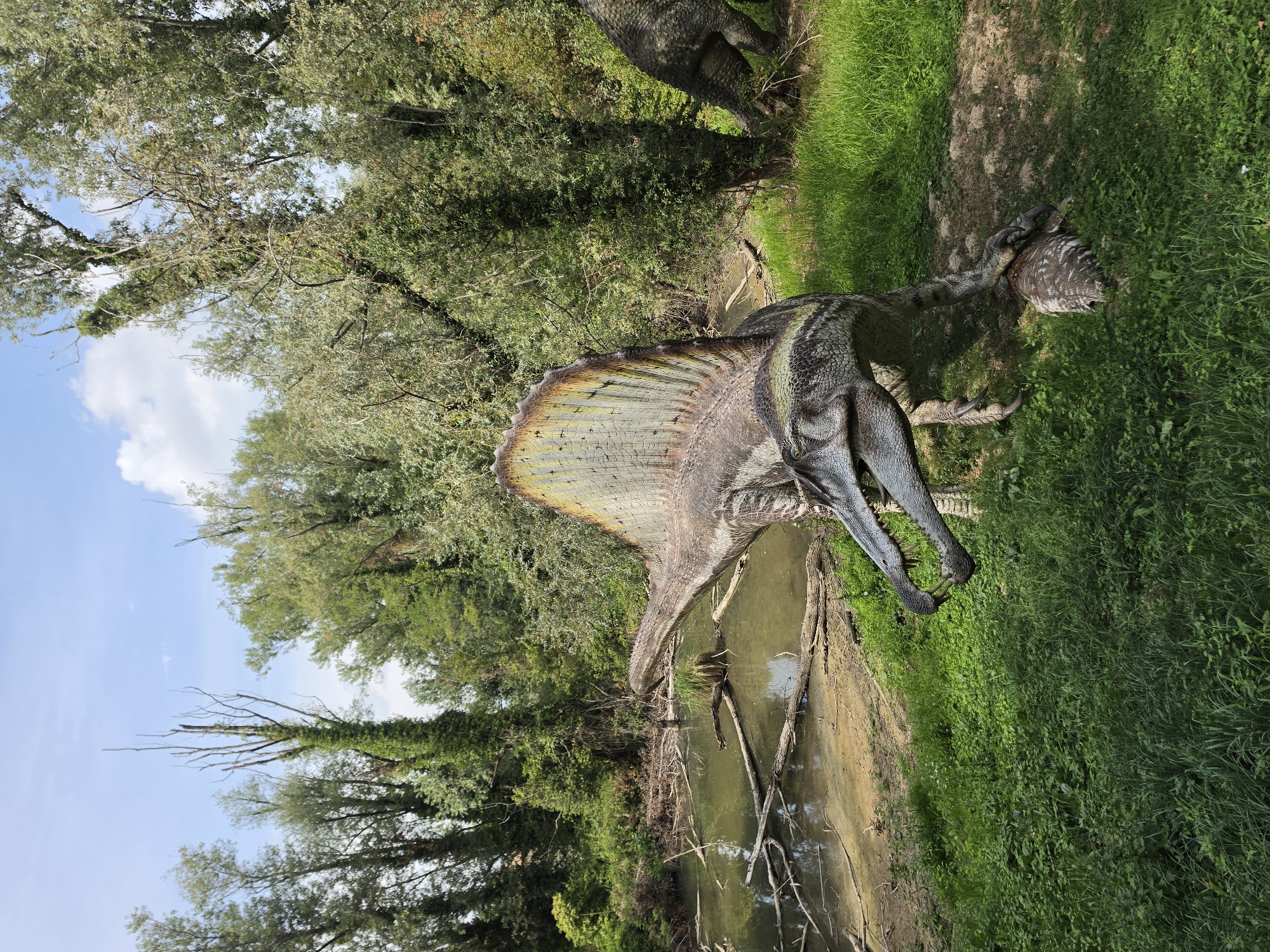 This image depicts a lifelike dinosaur model, specifically a Spinosaurus, standing in a naturalistic outdoor setting that appears to be a park or nature reserve. The dinosaur is in the foreground, with its sail-like dorsal fin prominently displayed. Its mouth is open, revealing sharp teeth. One of its feet is stepping on another, smaller dinosaur model that resembles a mammal.
The environment is lush and green, with a body of water, possibly a pond or slow-moving stream, in the mid-ground. The water is murky and contains fallen branches. The background is filled with dense foliage and trees, suggesting a wooded area. The sky above is blue with some scattered white clouds.
The scene is designed to evoke a prehistoric landscape. Based on the context of similar images, this location is likely within the Parco Natura Viva, a zoological park and safari park located in Bussolengo, Italy, near Lake Garda. The park is known for its dinosaur-themed area, "Extinction Park," where such models are displayed. There are no people visible in this particular image.