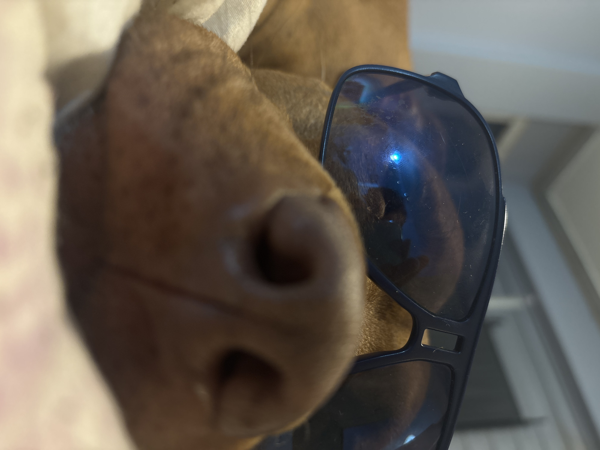 A close-up, low-angle shot captures the face of a brown dog wearing dark sunglasses, creating a humorous and "cool" impression in an indoor setting in Sofia, Bulgaria. The main subjects are the dog's prominent nose and part of its face, and a pair of black-framed sunglasses with blue-tinted lenses.
The dog's dark, moist nose with clearly visible nostrils is in sharp focus, dominating the left side of the frame. Its short, brown fur is visible around the nose and extending into the mid-ground. The dark-framed sunglasses rest on the dog's face, with the left lens partially obscuring one of its eyes. The blue-tinted lenses exhibit reflections, most notably a bright, small blue light source on the left lens, along with some visible smudges or dust. The frame of the sunglasses is clearly discernible, extending towards the right edge of the image.
The background is softly blurred. On the far left, a light-colored, soft fabric, possibly a blanket or bedsheet, is visible. The area to the right of the dog and sunglasses features a lighter, indistinct background, suggesting an indoor environment such as a wall or ceiling. The lighting appears to be ambient indoor light, with a strong highlight on the sunglasses. There is no visible text in the image. The scene evokes a sense of leisure and amusement, portraying a pet in a stylish, relaxed moment.