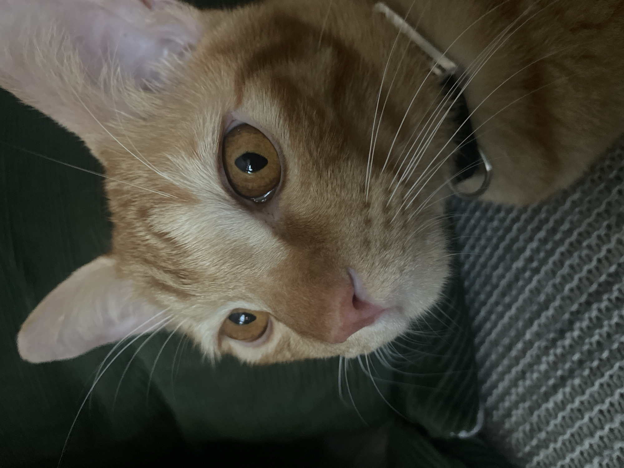 A close-up, slightly off-center shot features an orange tabby cat. The cat's head is angled downward towards the camera. Its fur is orange with lighter patches around its ears and muzzle. The cat's eyes are amber-colored with black pupils, and it appears to be wearing a collar. The background consists of a dark green fabric and a gray, textured surface. There is no indication in the image of its location being in Denpasar, Indonesia.