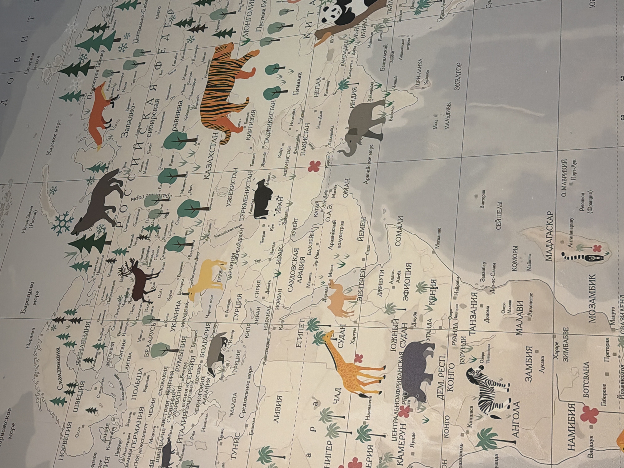 This media file captures a colorful children's map, laid flat and viewed from a slight angle. The map primarily showcases Europe, Asia, and Africa, with stylized illustrations of various animals representing their native regions.
Prominently featured animals include a wolf-like creature and a fox in European Russia/Siberia, a deer in Northern Europe, a tiger in Central Asia, a panda in China, and an elephant in India. Africa displays a giraffe in Sudan/Egypt, a rhinoceros in Central Africa, a zebra in Southern Africa, and possibly a gorilla in Western Africa. Camels are depicted in North Africa and the Arabian Peninsula.
The landmasses are rendered in light green and beige tones, while the oceans are light blue. Scattered stylized trees (pine, deciduous, palm) mark different biomes. Numerous cities, countries, and geographical features are labeled in Cyrillic script.
Notable text includes country names such as РОССИЯ (Russia), КАЗАХСТАН (Kazakhstan), УКРАИНА (Ukraine), ГЕРМАНИЯ (Germany), ИНДИЯ (India), КИТАЙ (China), ЕГИПЕТ (Egypt), ТАНЗАНИЯ (Tanzania), АНГОЛА (Angola), and МАДАГАСКАР (Madagascar). Major geographical features like ЗАПАДНО-СИБИРСКАЯ РАВНИНА (West Siberian Plain), УРАЛЬСКИЕ ГОРЫ (Ural Mountains), ГИМАЛАИ (Himalayas), and several seas and oceans are also labeled. The word ЭКВАТОР (Equator) is clearly visible across the Indian Ocean. The map also indicates capital cities and other significant urban centers.