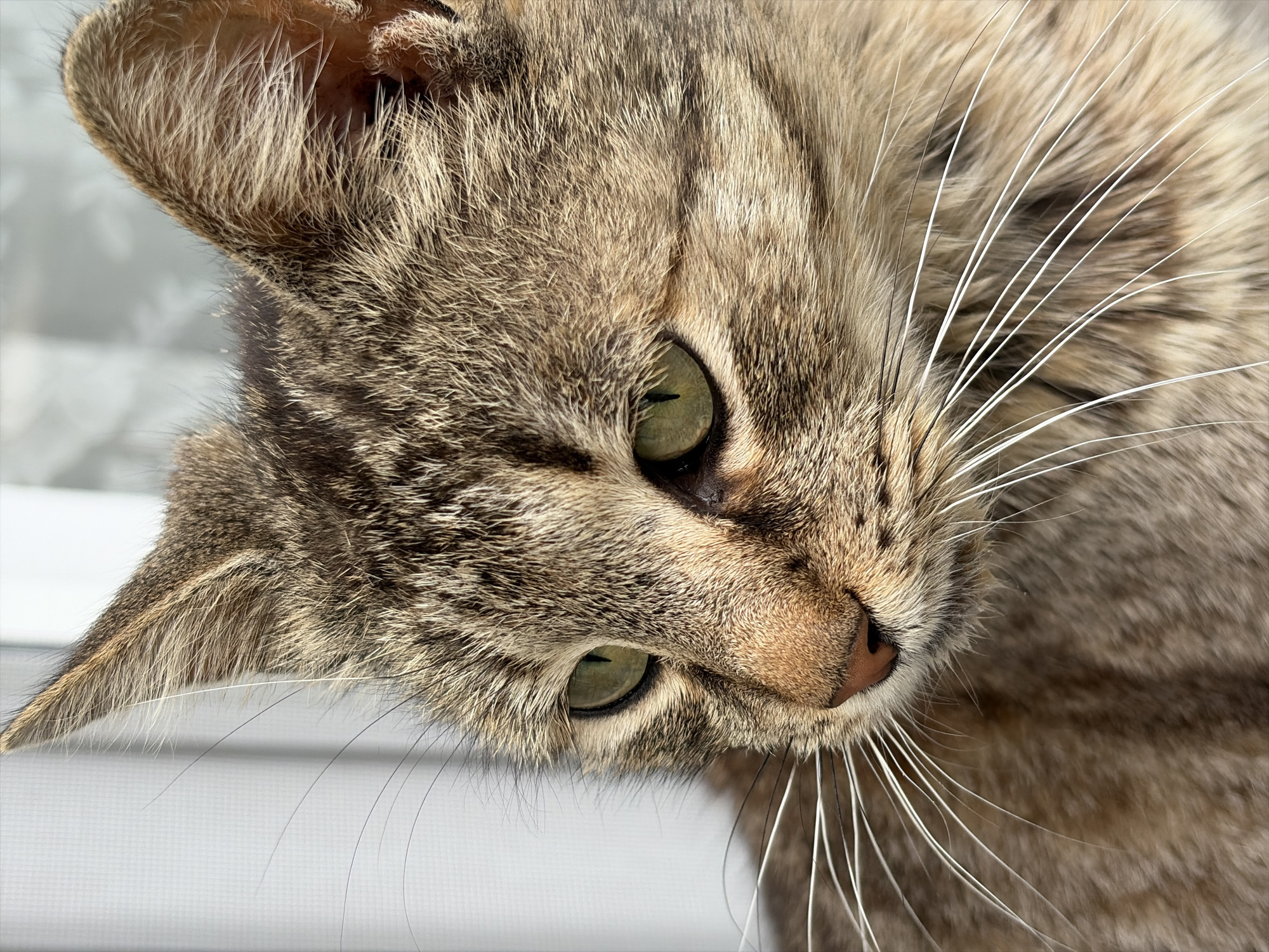 A close-up, slightly angled, and well-lit photograph features a tabby cat with green eyes. The cat's head is angled down, presenting its right side towards the viewer. The fur exhibits a mix of brown and gray tones, with dark stripes. The cat's whiskers are long and white, radiating outward. The background consists of a plain white surface.