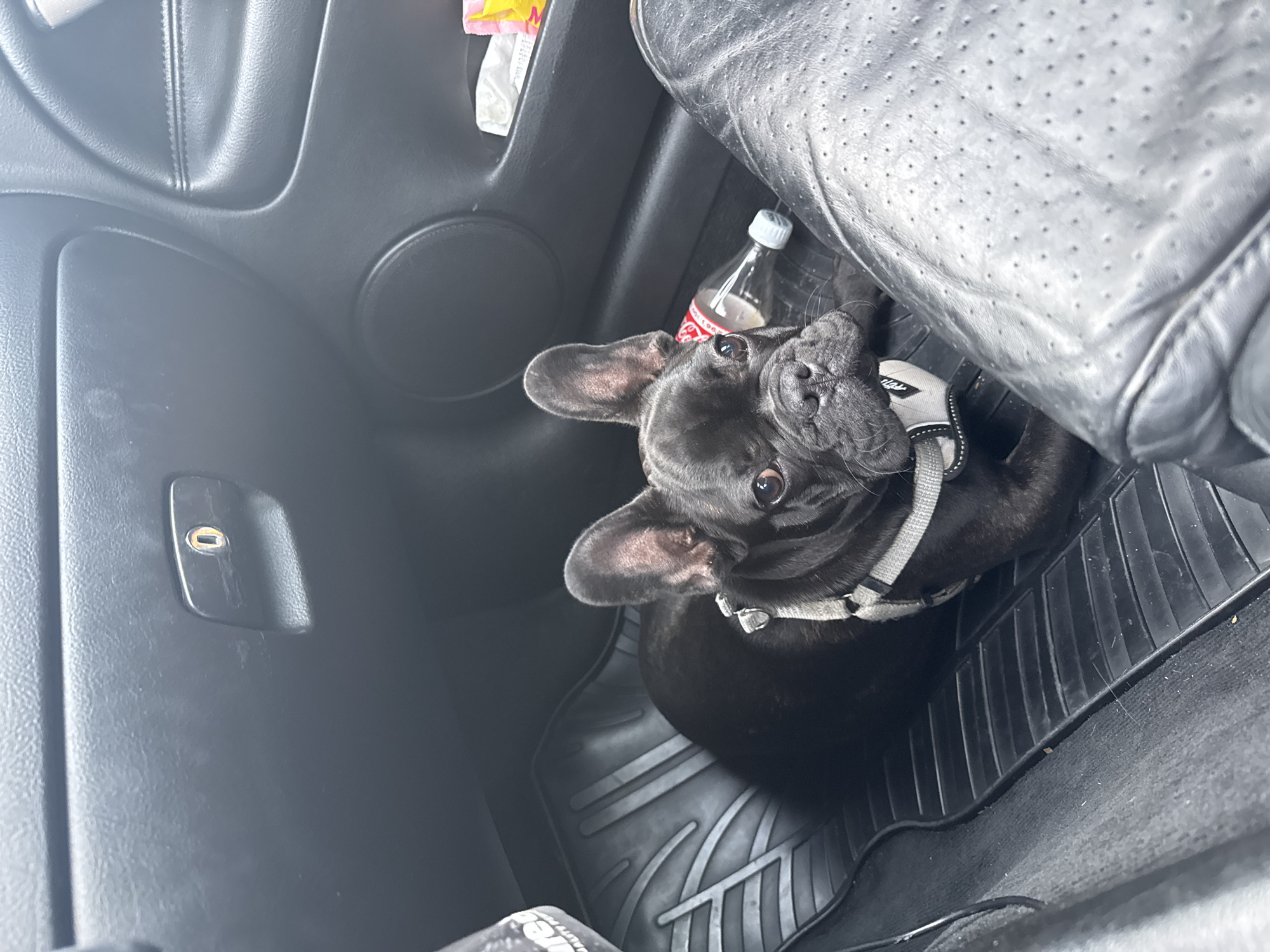 A black French Bulldog wearing a gray harness is sitting in the passenger-side footwell of a car. Next to the dog is a small bottle of Coca-Cola. The car has black leather seats and black rubber floor mats. The interior of the car is dark. There is no evidence in the image to suggest that it is located in Ignatievo, Bulgaria.