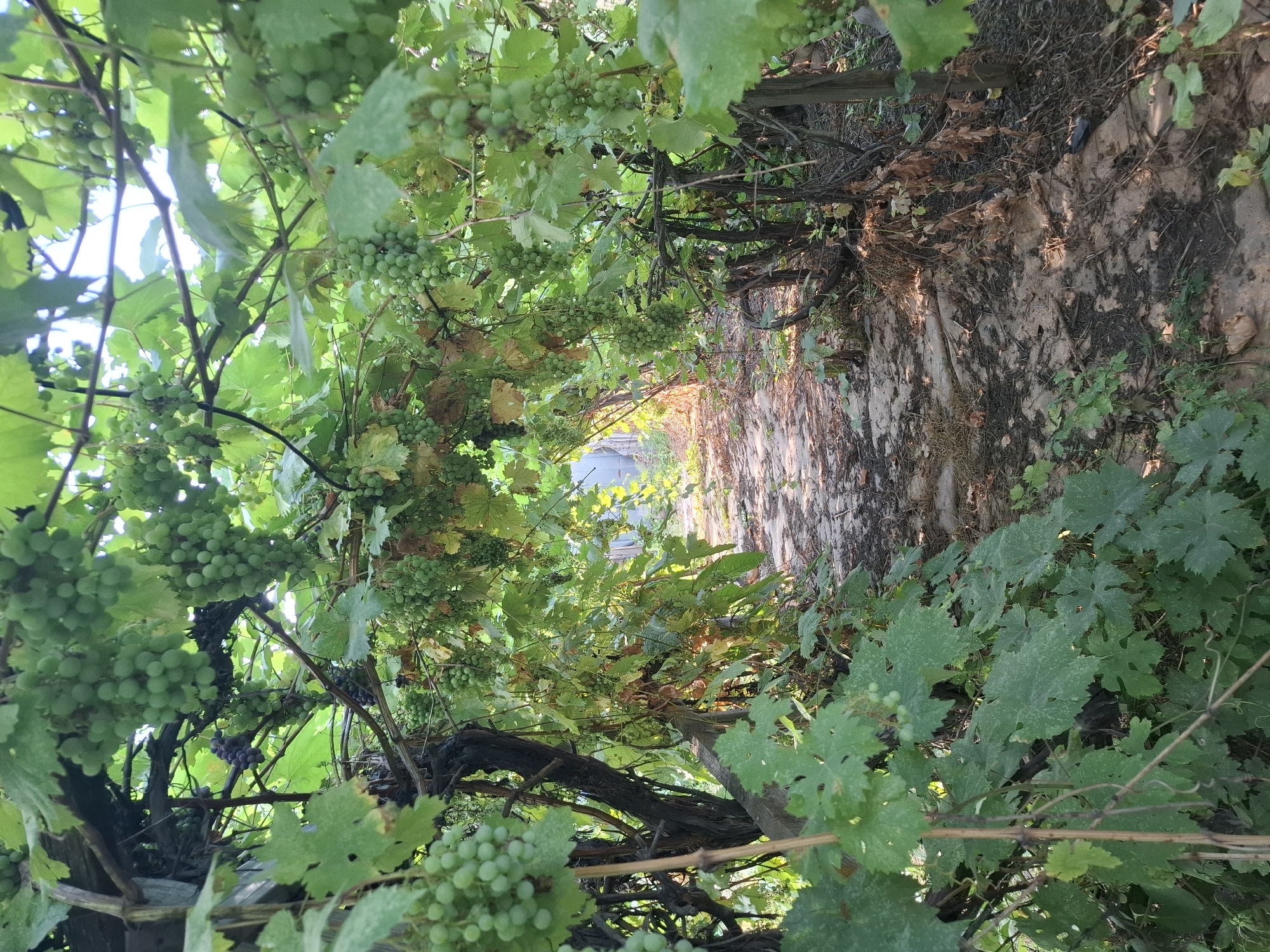 This image depicts a pathway lined with grapevines, situated in a location that appears to be Almaty, Kazakhstan, based on the context provided. The pathway is covered with dirt and fallen leaves, suggesting an outdoor, possibly rural or semi-urban, setting. The grapevines are laden with bunches of green grapes, some of which are partially obscured by lush green leaves. Sunlight filters through the canopy of leaves, creating dappled light and shadow on the pathway. The scene suggests a natural setting, perhaps a vineyard or a garden area. There are no people or animals visible in the image. The overall atmosphere is one of natural growth and a somewhat overgrown, rustic environment.