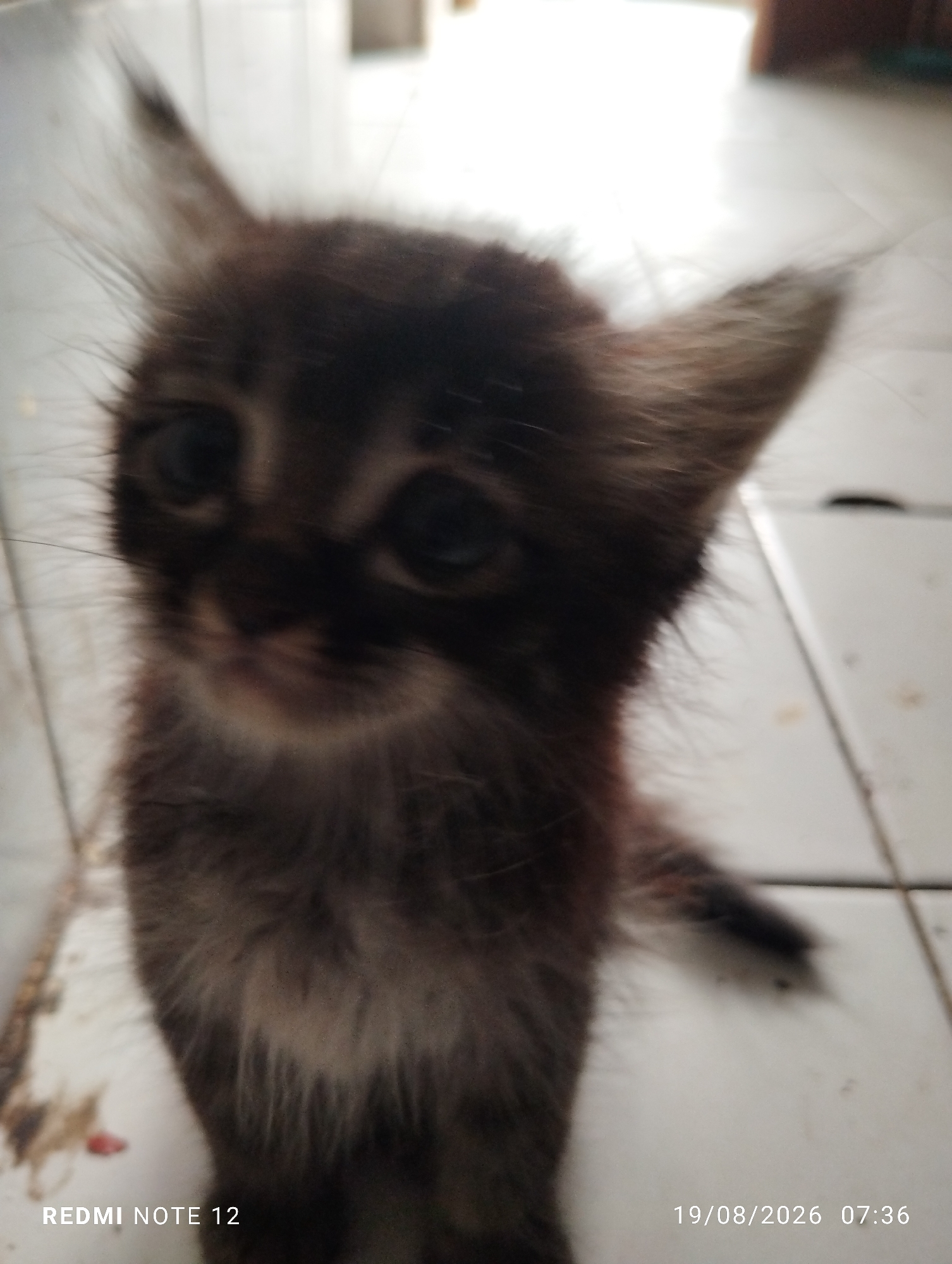 A fluffy, dark-colored kitten with wide, dark eyes is looking directly at the camera. The kitten has prominent ears and a slightly blurry facial expression. It is positioned in a close-up shot, with its head and upper body filling most of the frame. The background appears to be a tiled floor, with some light and shadow patterns. In the lower left corner, the text "REDMI NOTE 12" is visible, and in the lower right corner, the date and time "19/08/2026 07:36" are displayed. The image was taken in Bekasi, Indonesia.