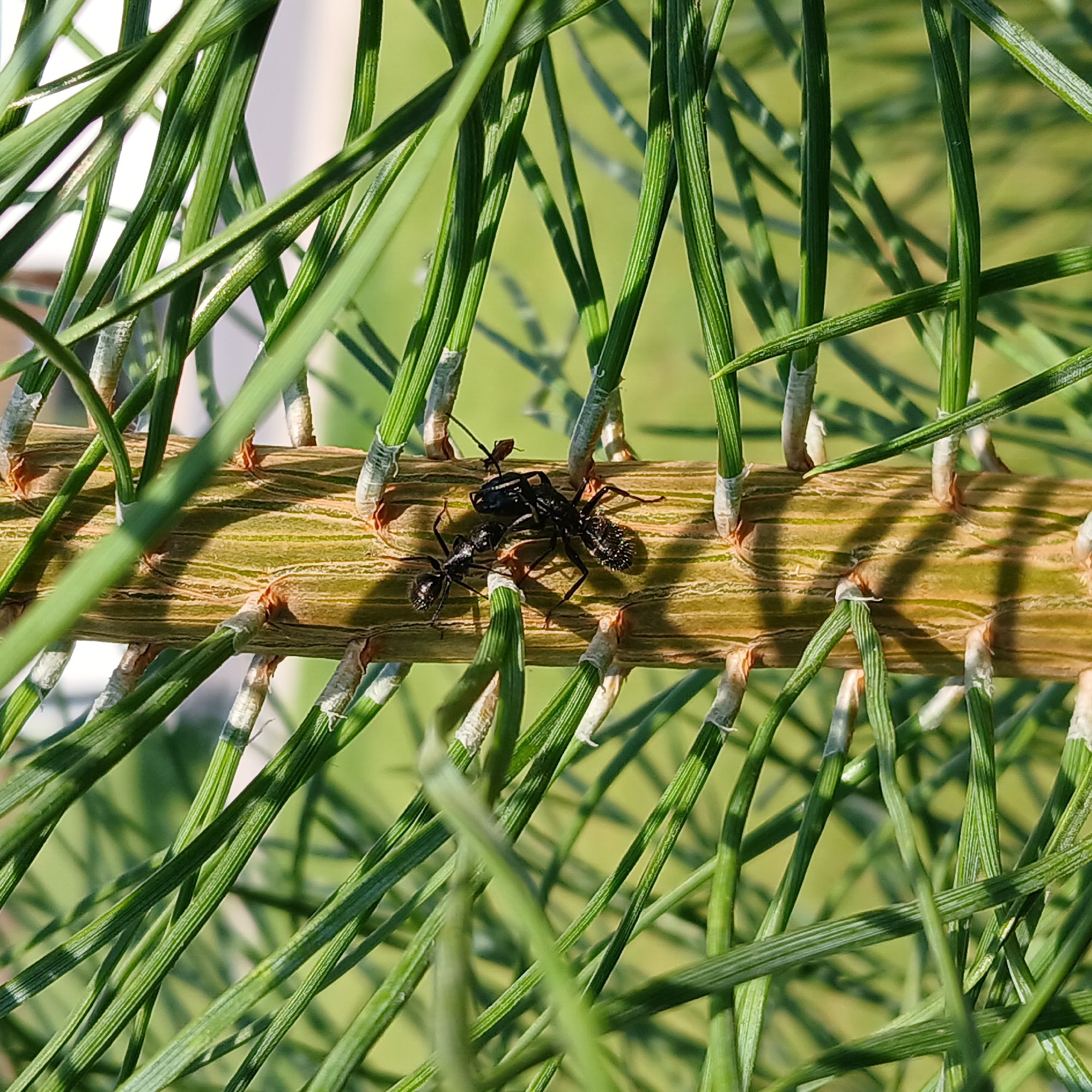 Two black ants are positioned on the trunk of a pine tree. The ants are on the right side of the trunk, with one ant on top of the other. The trunk has vertical striations and is surrounded by green pine needles. The background is blurred green, suggesting an outdoor environment. No specific location in Samarsky, Russia, can be determined from the image.