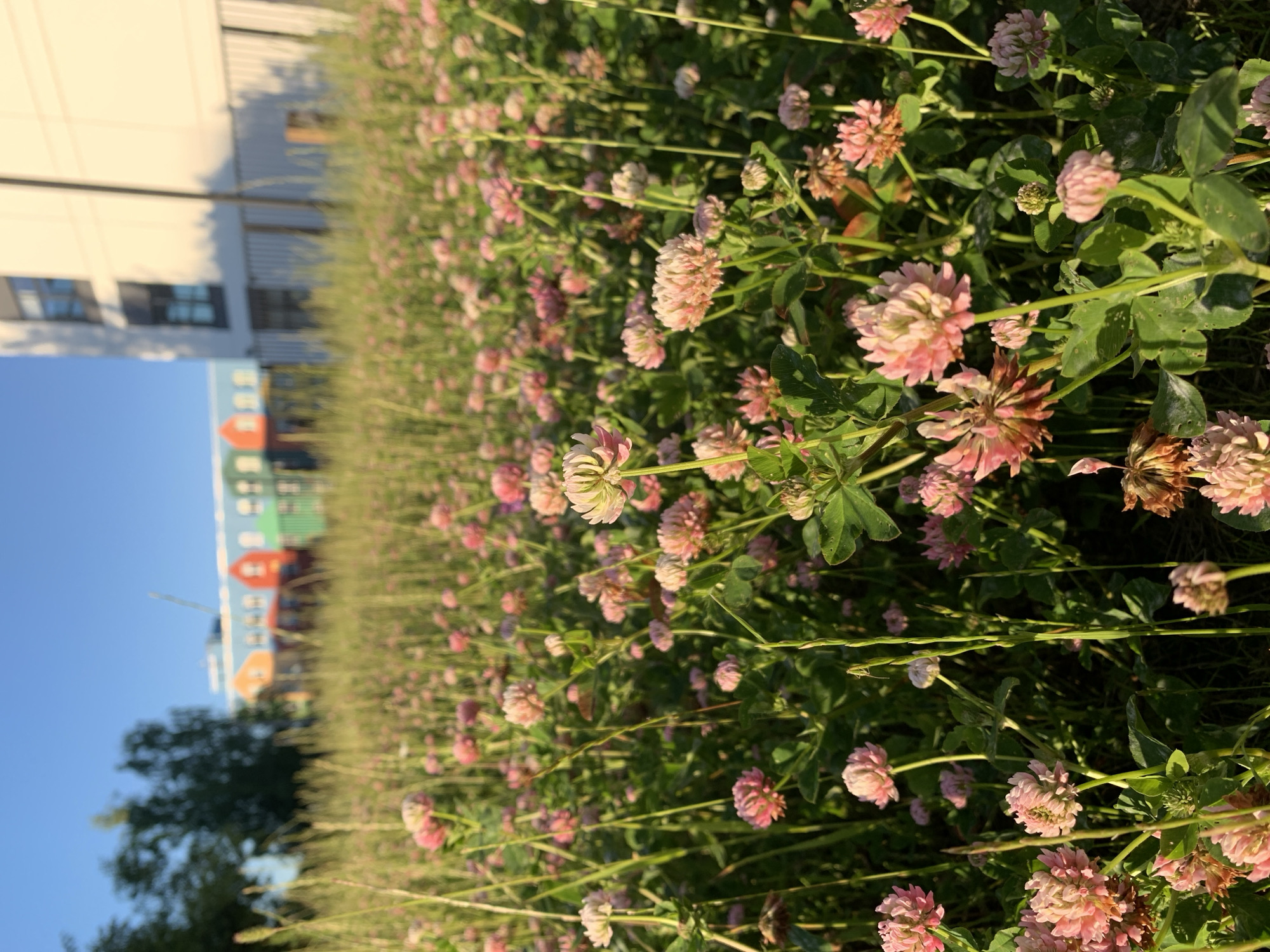 The image depicts a close-up, low-angle view of a field of pink clover flowers bathed in the golden light of what appears to be a late afternoon or early morning sun. The foreground is dominated by the delicate pink clover blossoms and lush green clover leaves, with some dry, brown clover heads visible among the vibrant ones. Tall, thin blades of grass also punctuate the dense clover field. In the background, out of focus, are a modern, multi-story building with white and light-colored siding, and further beyond, a long, colorful building with a distinctly playful architectural design, featuring brightly painted facades of red, orange, blue, and green, suggesting a school or a community center. The sky above is a clear, bright blue. This scene is consistent with an urban green space, possibly a park or a landscaped area adjacent to residential or educational buildings, located within the city of Gatchina, Russia. No people are visible in the frame.