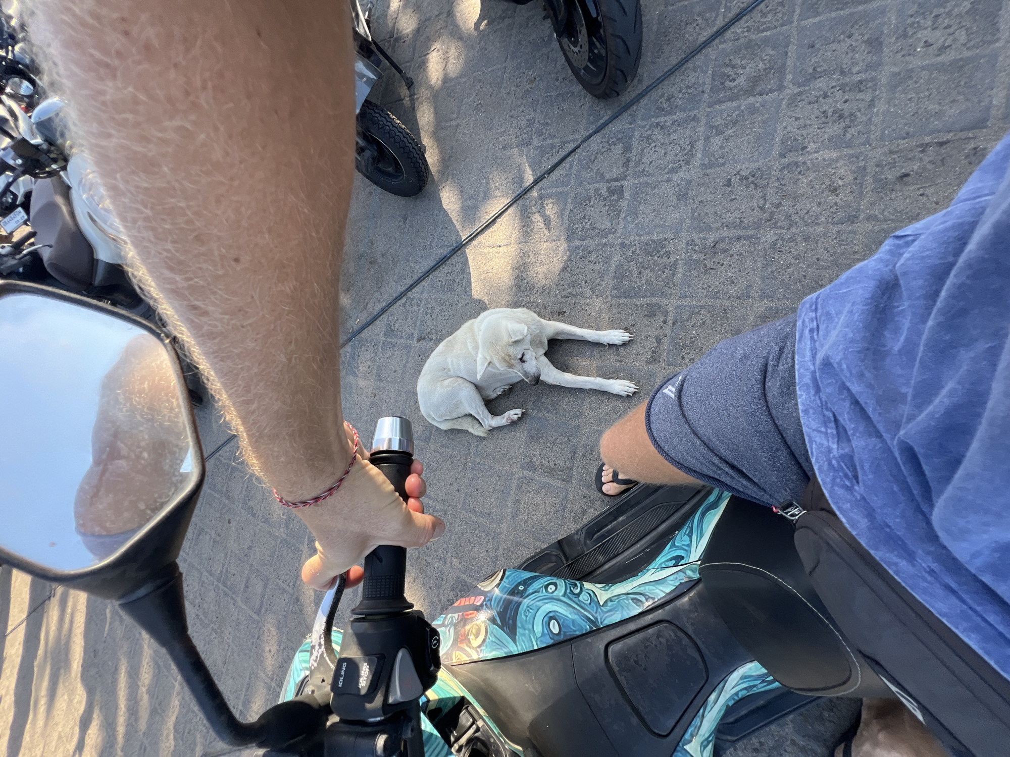 The image shows a first-person perspective of someone sitting on a scooter in North Kuta, Indonesia. The person's right hand is on the scooter's handlebar. A white dog is lying on the ground next to the scooter, looking to the left. The ground is paved with square stones. Other scooters are visible in the background. The sun is casting shadows on the ground. The scooter has blue and green patterned graphics. The person is wearing blue shorts and a blue t-shirt. The person is also wearing sandals.