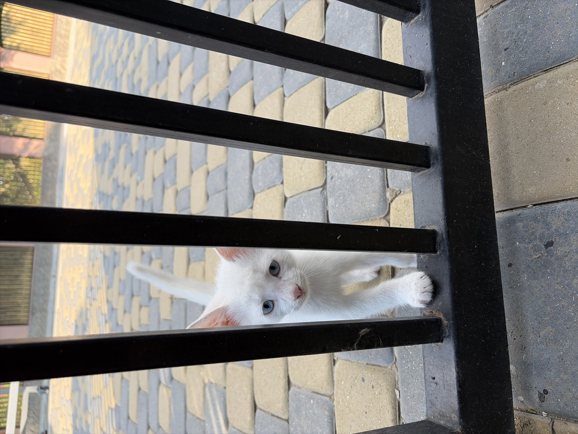 In Oxentea, Moldova, a young white kitten with striking blue eyes is peering through a black metal fence. The kitten stands on a patterned stone pathway, with its front paw extended slightly towards the viewer. The fence is composed of vertical bars and a horizontal railing. The background shows more of the stone pathway and a fence with vertical slats.