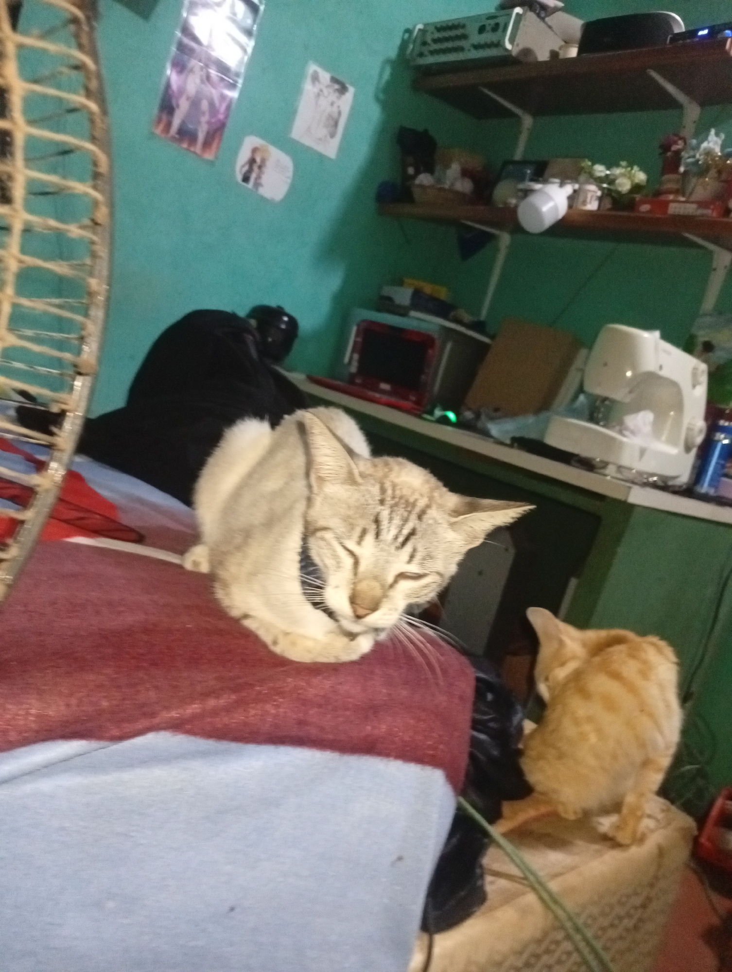 The image depicts an indoor scene in Altagracia, Venezuela, likely a multi-purpose room, featuring two cats.
In the left foreground, a section of a large, beige fan grille is partially visible. Below it, a red blanket covers a light blue sheet or fabric, both resting on an unseen surface, possibly a bed or sofa.
A light grey tabby cat with distinct stripes and white whiskers is centrally positioned on the red blanket, curled or resting with its eyes closed or squinted. Its head is oriented towards the right side of the frame. To its left and slightly behind, a crumpled black fabric is visible on the blue surface.
In the right midground, an orange domestic cat is seen from its back, sitting on a light-colored, textured surface, possibly a woven stool or box. A green cable extends diagonally from the lower right across this surface.
The background reveals a teal-colored wall adorned with three wall decorations on the upper left: a vertical, glossy poster, a square paper with a black and white drawing, and a smaller, oval-shaped paper with a colored drawing.
Two wooden shelves with white brackets are mounted on the teal wall. The upper shelf holds a silver electronic device (possibly an audio mixer) on the left, and a black object with a small blue digital display on the right. The lower shelf displays various household items, including small baskets, a white light bulb, white artificial flowers, and decorative objects.
Below the lower shelf, on a flat surface, a white sewing machine is visible on the right. To its left are a red-cased electronic device and a brown cardboard box. A blue bottle is positioned near the sewing machine.
No human subjects are present in the image. The room appears lived-in, with various items indicating domestic activity.
