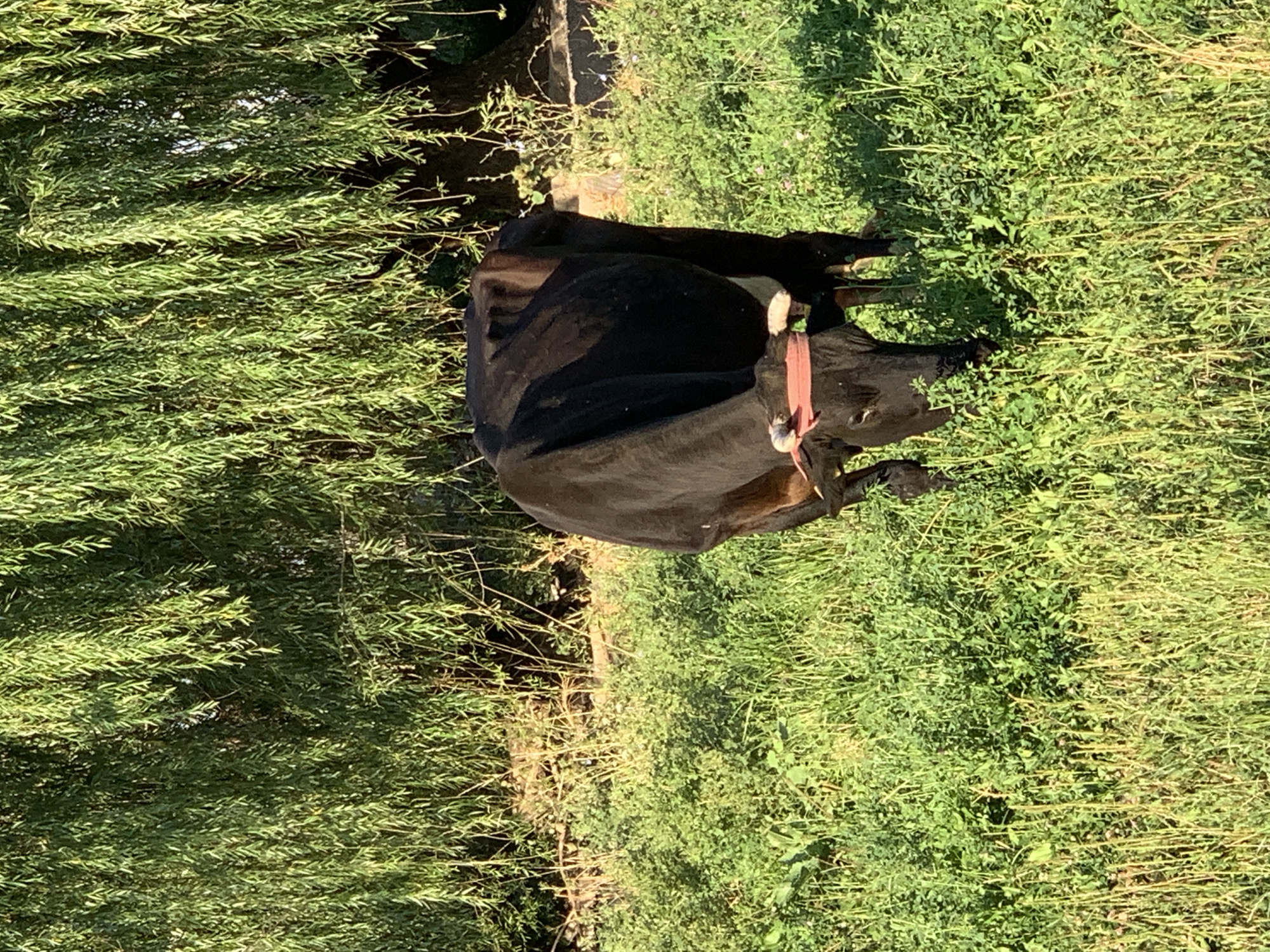 A black cow with a red collar is grazing in a field of green grass under a large tree with drooping branches. The cow is facing down, eating grass. The environment appears to be rural. The image does not contain enough information to determine its specific location within Komsomolskoe, Kyrgyzstan.