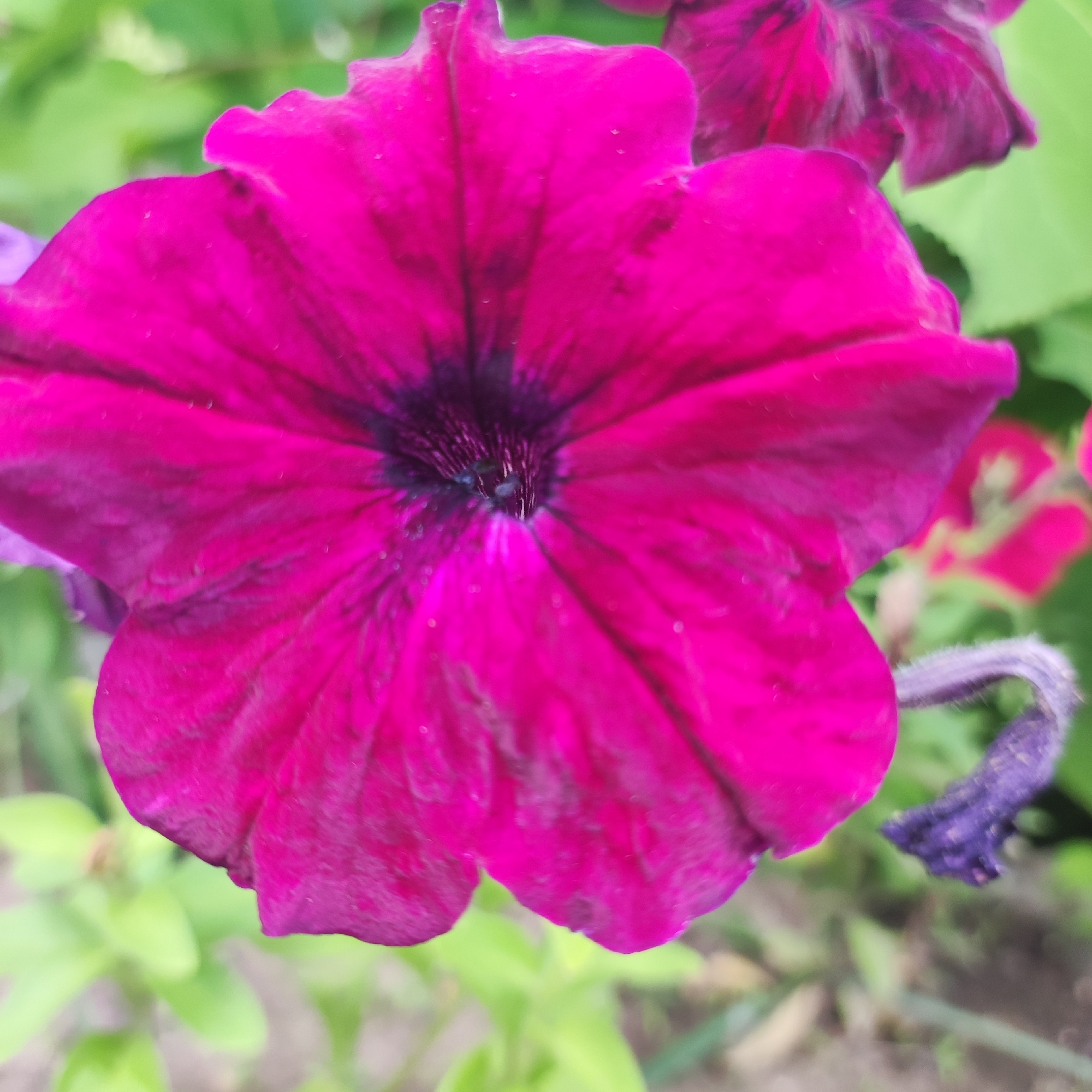A close-up, overhead shot captures a vibrant fuchsia petunia flower in full bloom, dominating the frame. The petals are a rich, deep pink with darker veins radiating from the dark purple center. Tiny water droplets are visible on the petals, suggesting recent rain or dew. The background is a soft blur of green foliage and hints of other pink and purple flowers. To the right, a dried, purplish stem curls downwards. The scene is set in a garden or park in Navoloki, Russia, bathed in natural light.