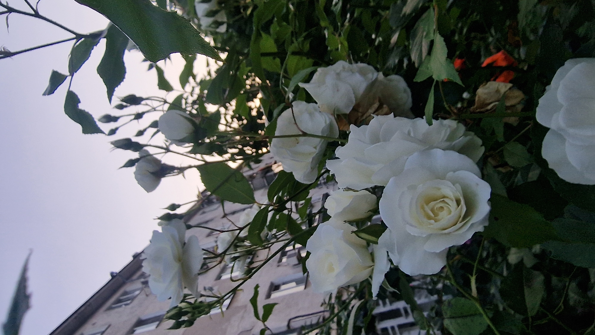 A vertical, close-up shot captures a cluster of white roses in bloom, their delicate petals catching the soft light. The roses are interspersed with dark green leaves and thorny stems. In the background, a building with a light-colored facade and several windows is visible, partially obscured by the foliage. The sky above is a pale, dusky purple, suggesting either dawn or dusk. The overall scene is one of natural beauty set against an urban backdrop. The location is specified as Natukhaevskaya, Russia, a detail that adds a geographical context to the image. There are no people or animals present in the frame, nor are there any discernible actions or interactions taking place. The image is static and focuses solely on the visual elements of the roses and their surroundings.
