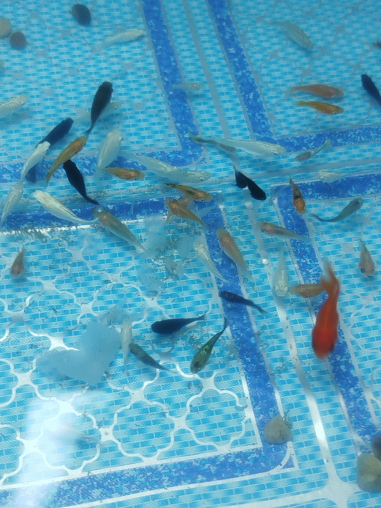 The image shows a close-up, overhead view of a variety of small fish swimming in a tank with a blue, tiled background. The fish are of different colors and sizes, including white, orange, black, and grey. Some of the fish are clustered together, while others are swimming individually. There are also some light blue, cloud-like objects in the water, which could be aquatic plants or debris. The tank appears to be indoors, possibly in a home or pet store. There is no visible indication of the city of Phuket City Municipality, Thailand.