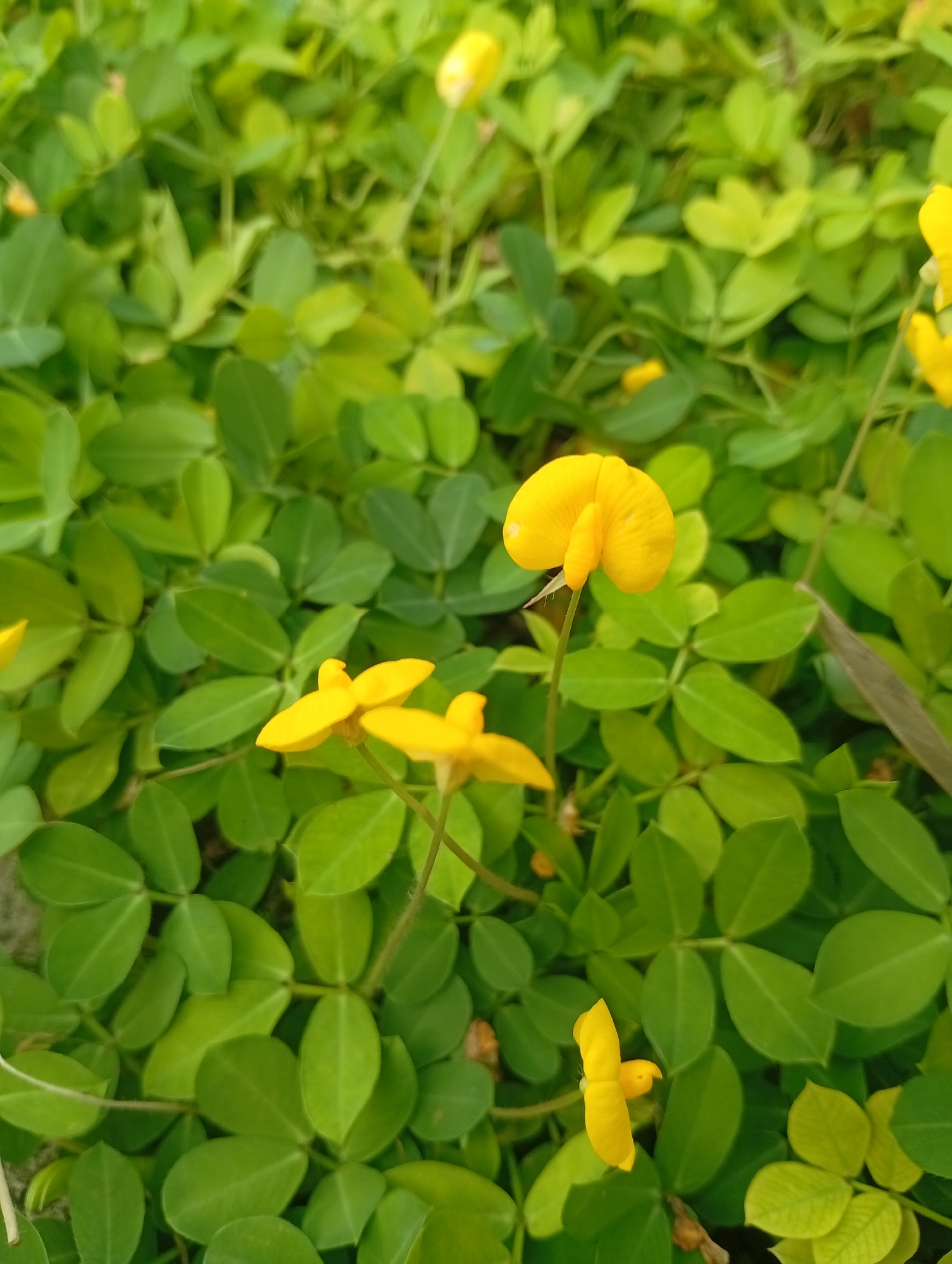 The image shows a close-up view of Arachis pintoi, commonly known as Pinto Peanut or Trailing Indigo. The ground cover is dense with small, oval-shaped, green leaves. Several small, bright yellow flowers with distinct petal shapes are interspersed among the foliage. One flower in the upper center of the image is in sharp focus, displaying its unique butterfly-like structure. Other flowers are visible in various stages of bloom and focus throughout the frame. The overall impression is one of a lush, green ground cover dotted with vibrant yellow accents. The scene is outdoors, likely in a garden or natural setting. The context of Kemang, Indonesia suggests this plant is growing in a tropical environment.