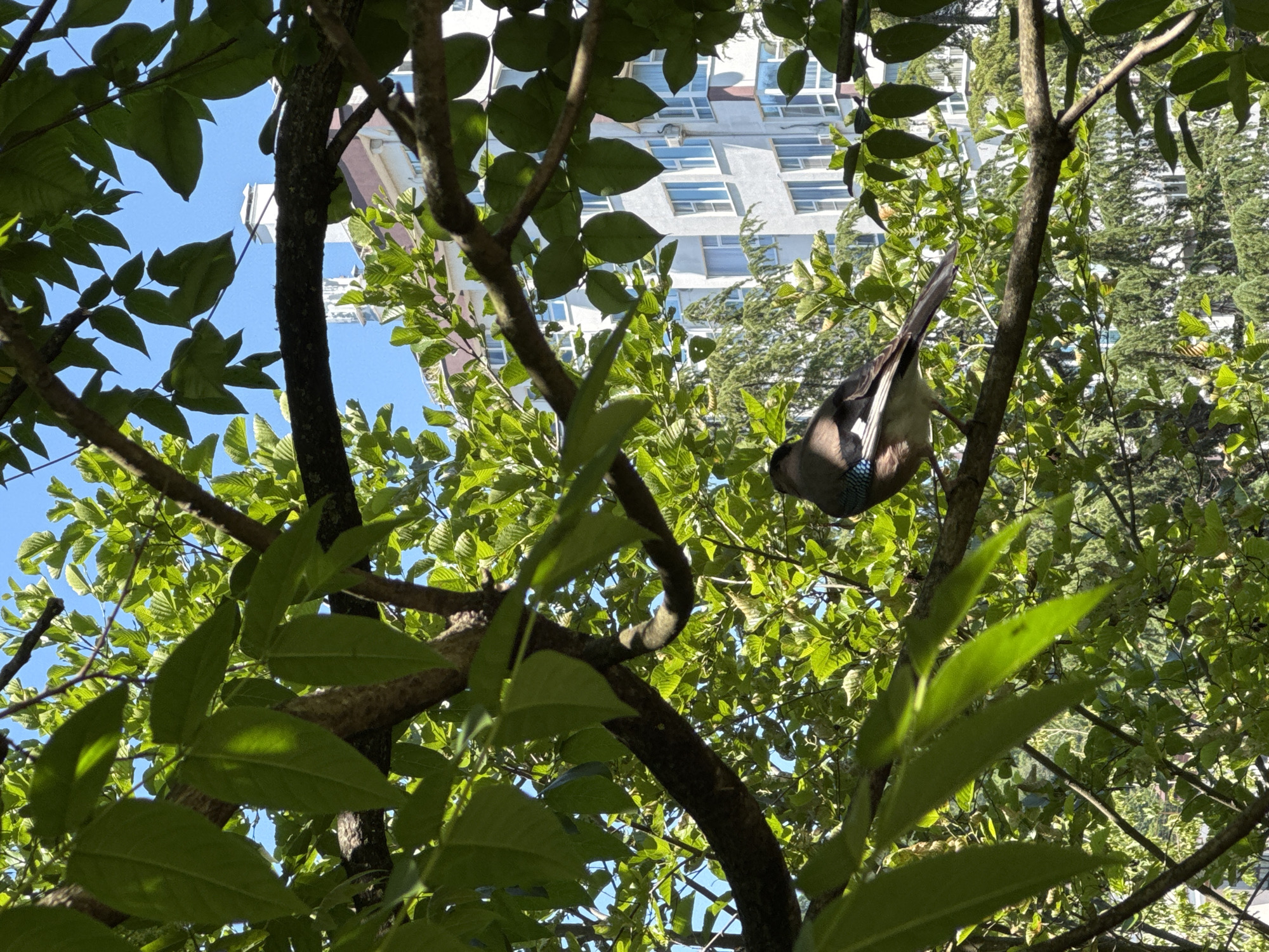 A Eurasian Jay (Garrulus glandarius) is perched on a branch of a tree, partially obscured by green leaves. The bird faces left, with its back and tail visible. The background features a multi-story building with white walls and numerous windows, suggesting an urban or semi-urban setting, possibly in Dagomys, Russia. The sky is clear and blue. The sunlight creates dappled patterns on the leaves and the building.