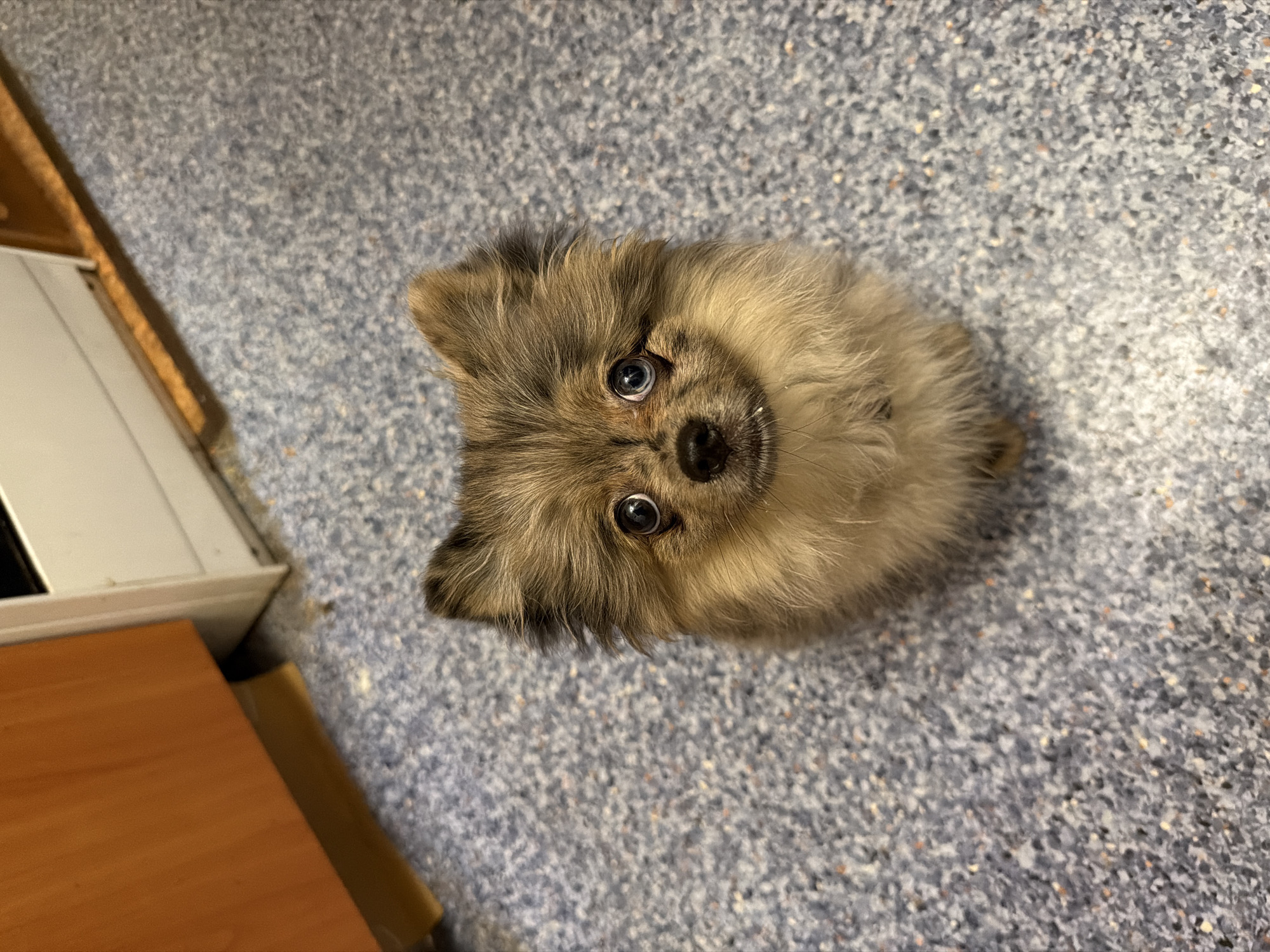 A small, fluffy Pomeranian dog is sitting on a speckled blue floor, looking directly at the camera. The dog has light brown and tan fur, large expressive eyes, and small pointed ears. Behind the dog, on the left side of the image, is a section of an orange wooden cabinet or counter. To the right of the cabinet is a white appliance or piece of furniture. The floor appears to be linoleum or a similar material commonly found in kitchens or utility areas. The lighting is adequate, illuminating the dog and its immediate surroundings. The scene does not provide any specific details that would indicate its location in Chaikovsky, Russia.