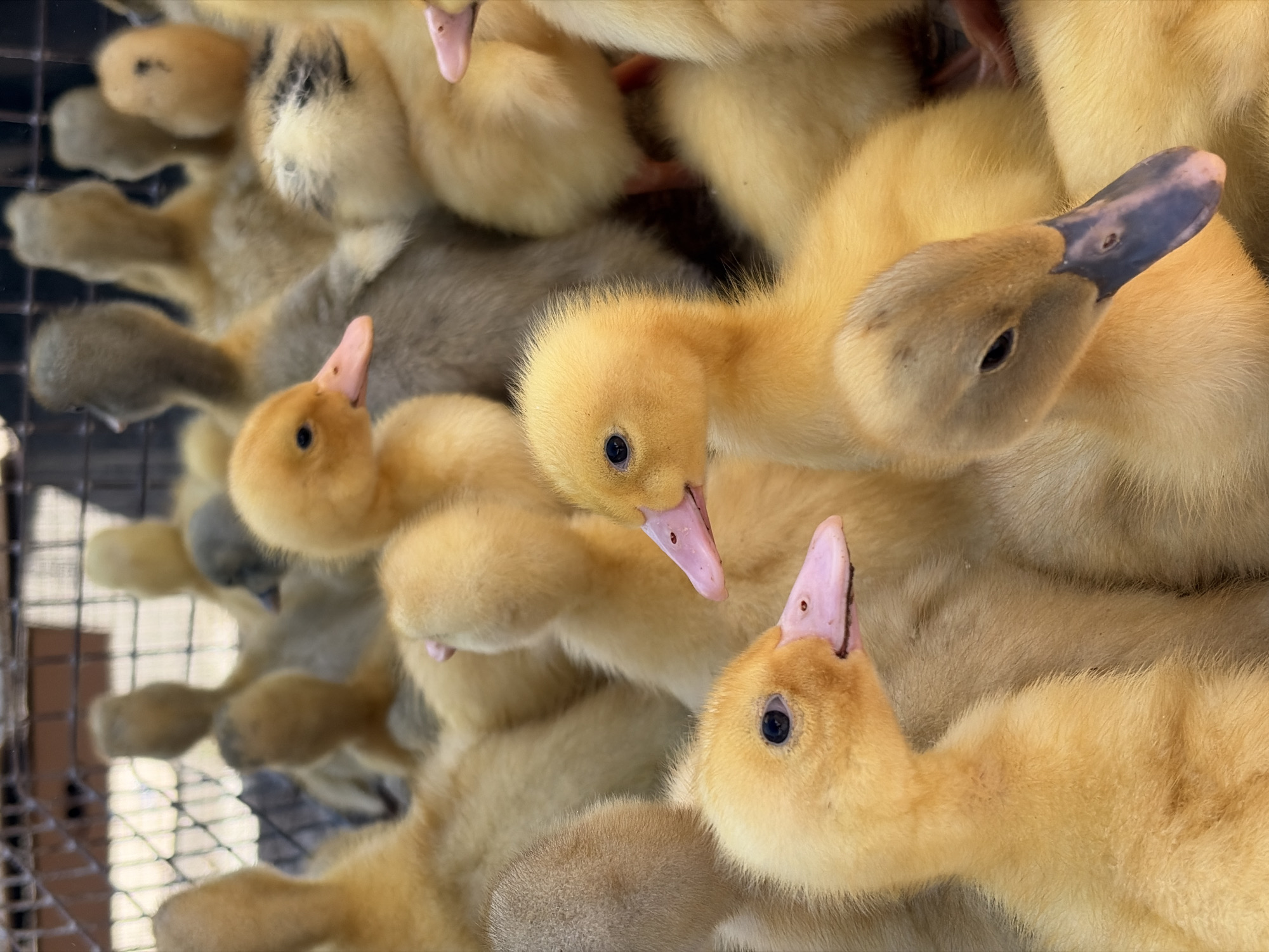 The image shows a close-up of numerous yellow ducklings crammed into a wire cage. Some of the ducklings are also grey. Their beaks are mostly pink, and some have black markings. The scene appears to be an indoor setting, possibly a market or farm. The location in the city of Novopokrovskaya, Russia is not discernible from the image.