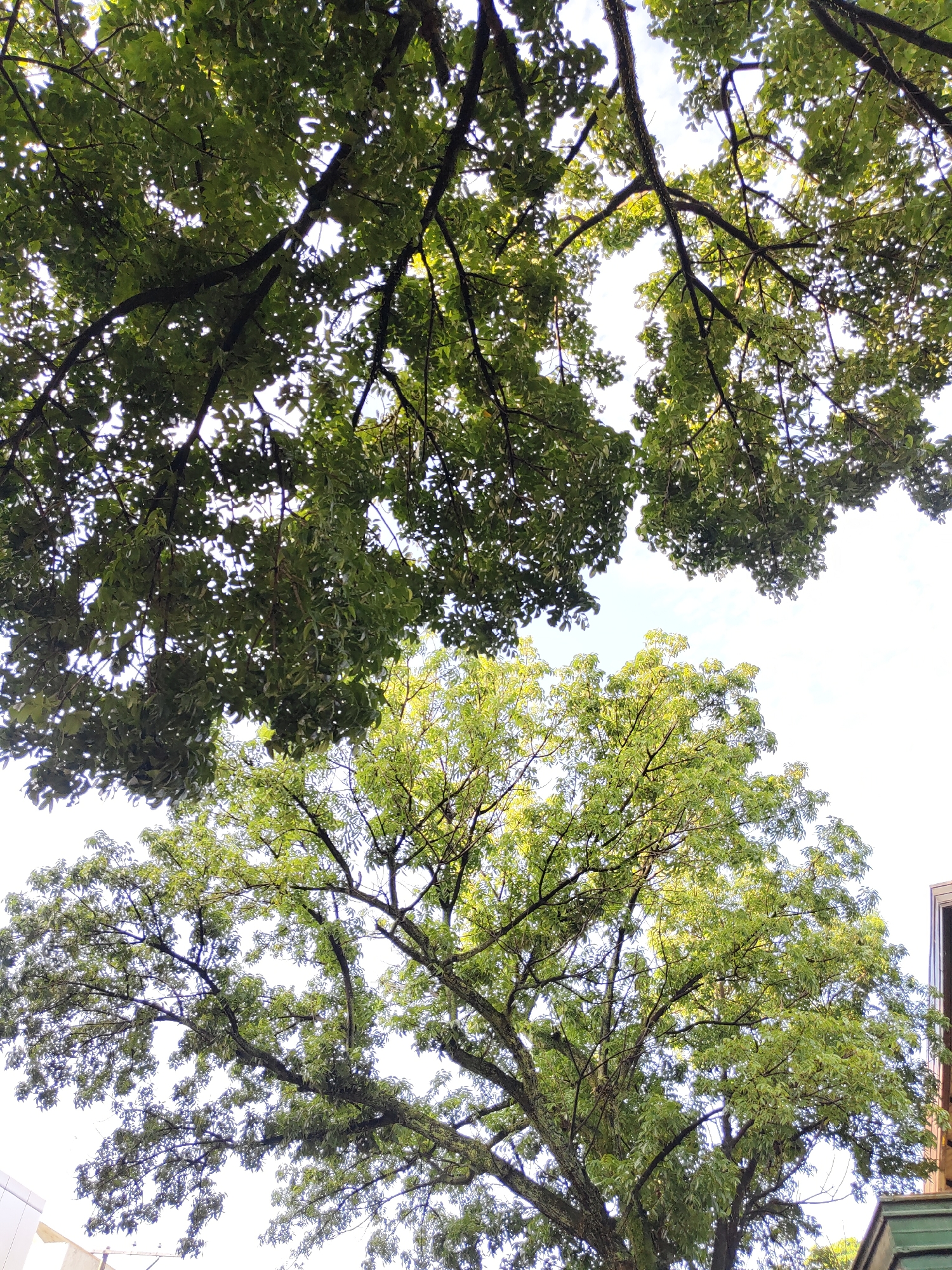 The image offers an upward perspective into a vibrant canopy of trees against a bright, clear sky, set in Davao City, Philippines. The scene is dominated by the intricate network of tree branches and abundant foliage, viewed from a low angle looking directly overhead.
Two distinct clusters of tree canopies are prominent. The upper half of the image showcases a tree with denser, darker green leaves and robust, dark brown branches, through which patches of bright sky are visible. Sunlight filters through the leaves, creating dappled patterns of light and shadow. The lower and central part of the image features another tree with slightly lighter, more yellowish-green leaves, suggesting it might be a different species or catching more direct sunlight. Its branches are also dark, intertwining against the luminous backdrop of the sky.
The bright, almost white-blue sky indicates clear or mildly overcast daytime weather. The illumination suggests either morning or late afternoon, with ample light accentuating the varied greens of the leaves. No specific activity or event is taking place; the image captures a static, natural moment.
At the very bottom edges of the frame, subtle hints of urban infrastructure are present. A small, white architectural element is visible on the lower left, possibly part of a building. On the lower right, a dark building with a discernible green roofline and a rectangular opening, potentially a window or facade detail, can be seen. There is no visible text within the media file.