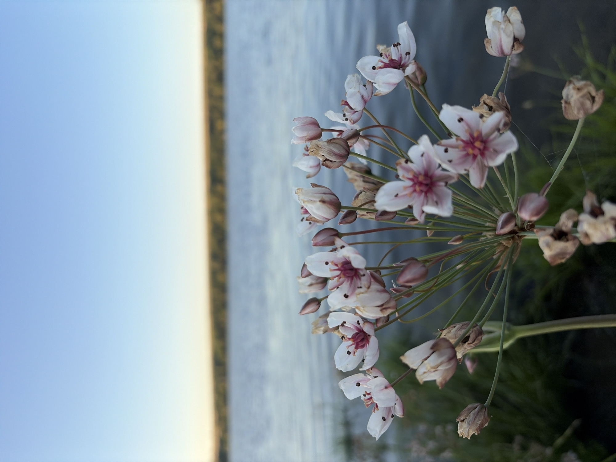 In Oxentea, Moldova, at the edge of a tranquil body of water, a cluster of delicate white flowers with pink centers and dark stamen is in focus. The flowers are arranged on thin green stems, with some buds and dried seed pods also present. The background reveals a calm blue expanse of water, likely a lake or river, reflecting the clear sky above. A distant, tree-lined shore forms a subtle horizon. The lighting suggests it is either early morning or late afternoon, with a soft, natural glow. The environment is serene and natural, with no human presence visible.