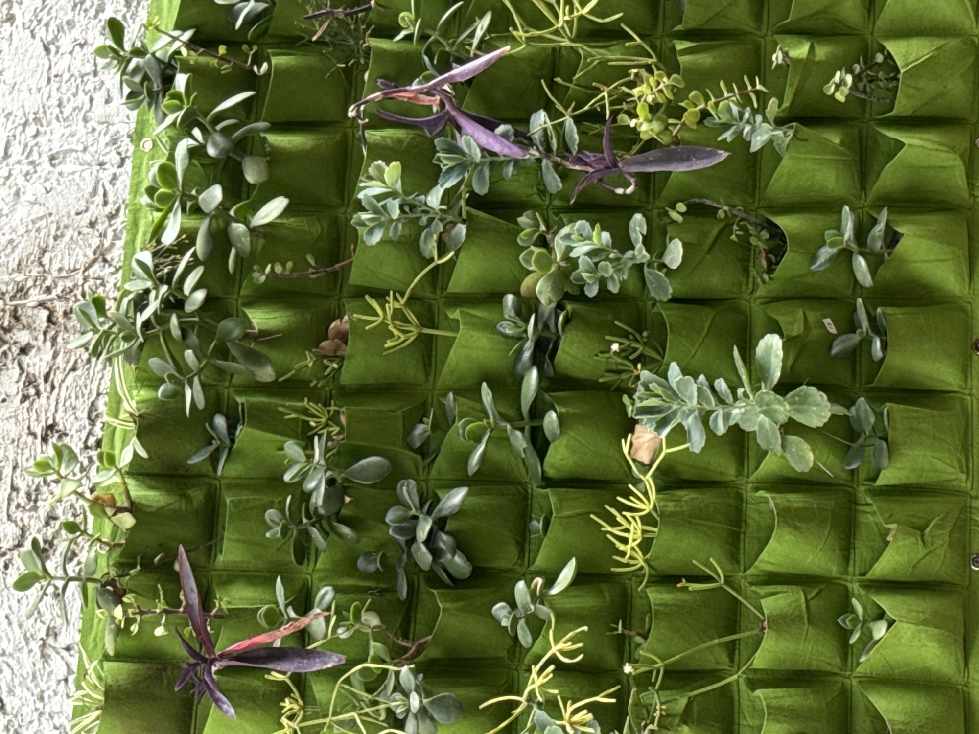 The image depicts a vertical garden attached to a textured white wall. The garden is composed of a green, pocketed material with several plants growing from the pockets. Some of the plants have gray-green rounded leaves, while others have thin, yellow-green stems. A few purple-red leafy plants are also visible. The texture of the wall is rough. The location is not specified in the image or implied by its content, so Tel-Aviv, Israel cannot be confirmed as the location.