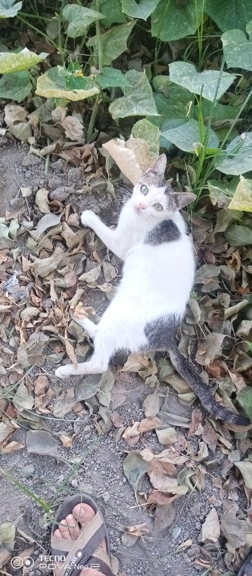 A black and white cat is lying on its back on the ground amongst fallen leaves and plants. The cat has green eyes and is looking up at the camera. In the lower left corner of the image, a person's foot wearing a sandal is visible. The scene appears to be outdoors, possibly in a garden or natural area. The background consists of green leaves and dry, brown leaves scattered on the ground. The overall impression is one of an informal, natural setting. The location is specified as Tahmach, Uzbekistan.
