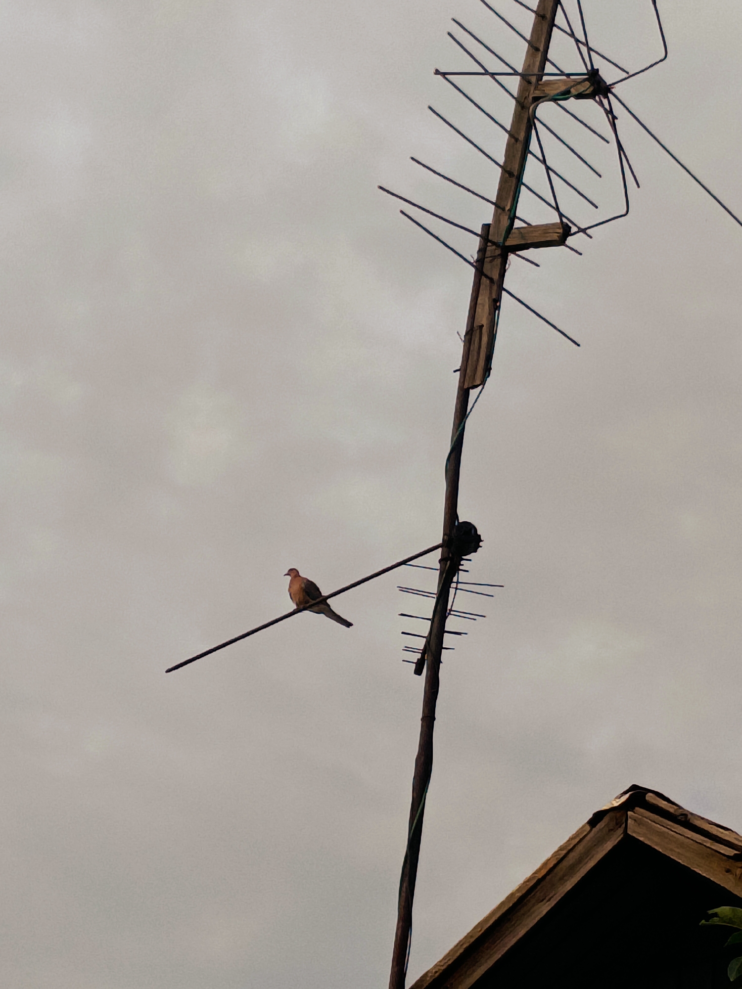 A dove sits perched on a wire in front of a television antenna against a cloudy sky. To the right, the corner of a dark, wooden-framed roof is visible. The scene is likely in Tash-Dobo, Kyrgyzstan.