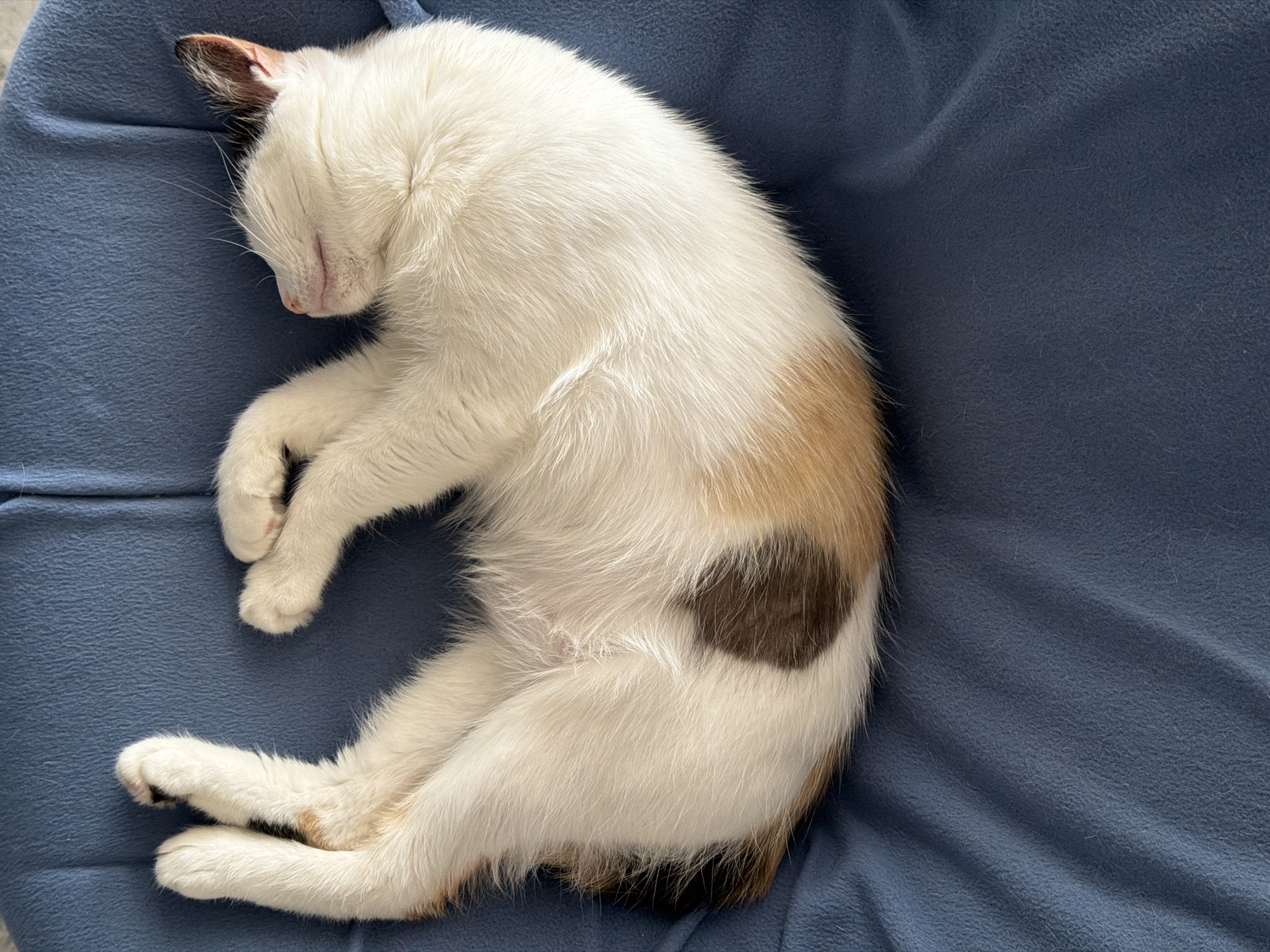 A calico cat is curled up and sleeping on a blue surface. The cat is mostly white with patches of brown and black fur. The cat's eyes are closed, and it is curled into a ball. The background is a plain blue fabric. There is no indication of this image being taken in Rossiyskiy, Russia.