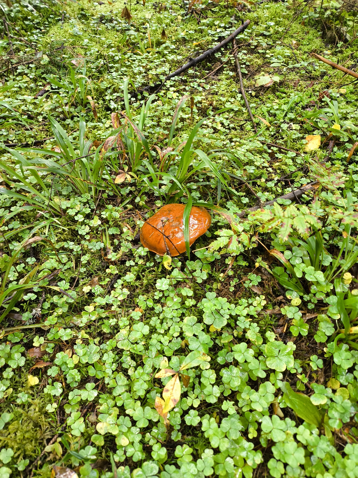 A close-up, high-angle shot captures an orange mushroom with a shiny cap resting on a bed of lush green clover and grass. The ground is covered in dense vegetation, with some fallen leaves and twigs scattered throughout. The mushroom is centrally located and appears wet, possibly from rain. The surrounding foliage is vibrant, indicating a natural, possibly wooded, environment. The image is taken in the city of Voskhod 1, Russia, suggesting a temperate climate with ample rainfall to support this type of undergrowth.