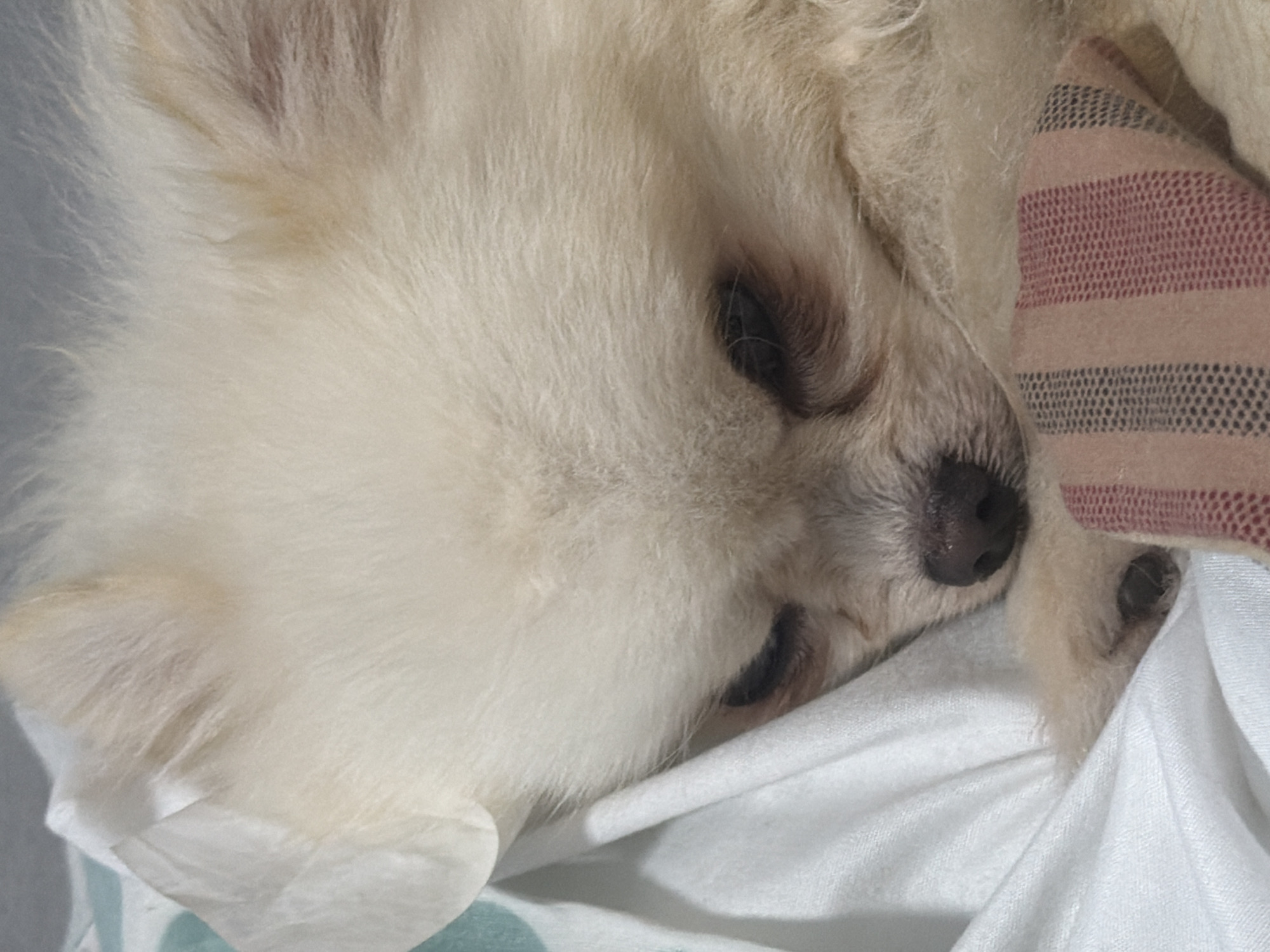 The image shows a close-up of a light-colored Pomeranian dog. The dog is lying down, with its head resting on a white cloth, which appears to be bedding. A striped fabric, with bands of pink, beige, and dark dots, is visible to the right of the dog's head. The dog's fur is fluffy and light cream in color. Its eyes are mostly closed, and its nose is dark and wet. The overall impression is one of comfort and relaxation, suggesting the dog is either sleeping or resting peacefully. The lighting is soft, and there are no visible cues about the time of day, weather, or specific location. The image is a still shot, with no discernible activity other than the dog's resting state. There is no visible text in the image.