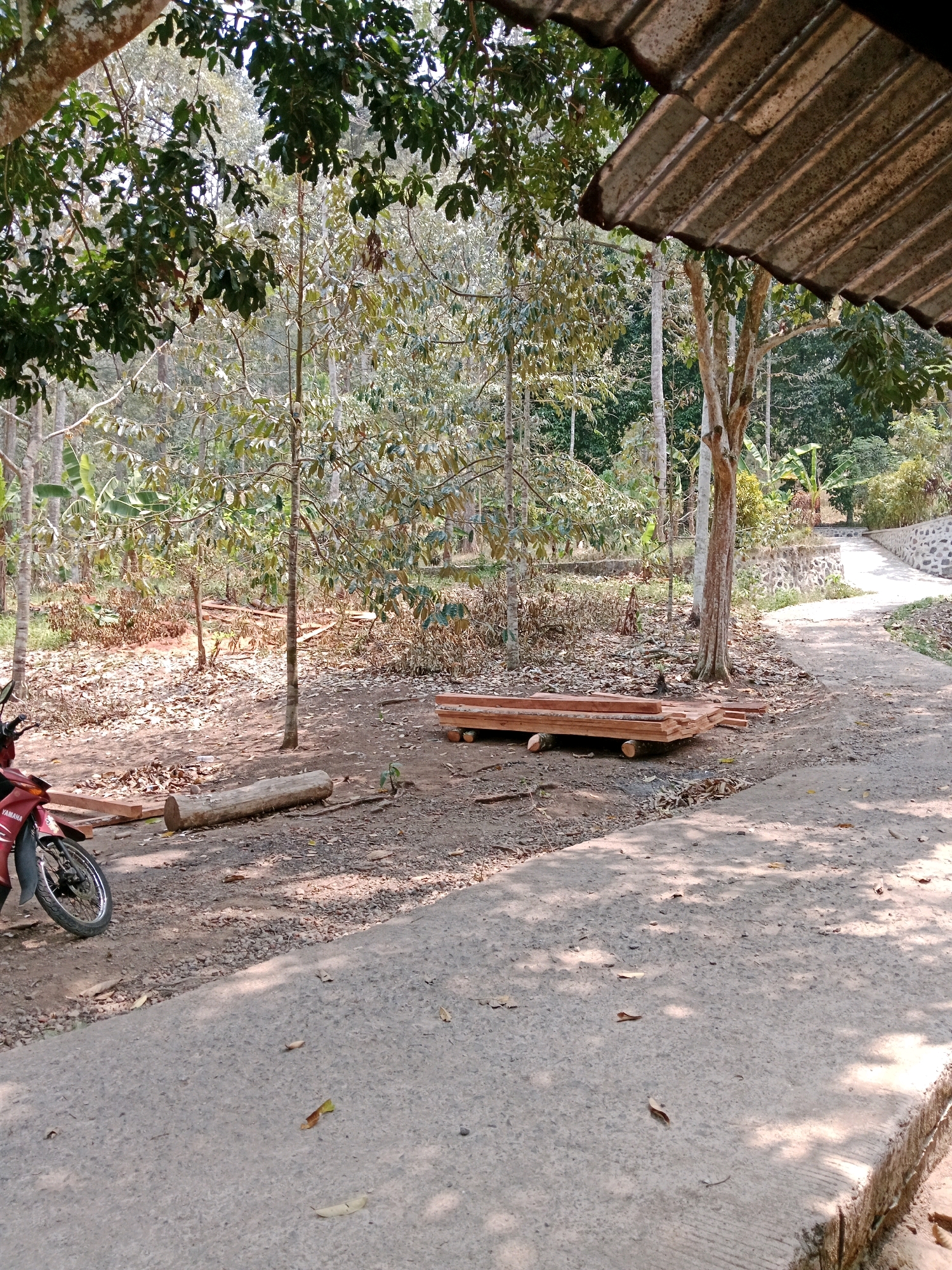 This image depicts an outdoor scene in Leuwikoja, Indonesia. In the foreground, a portion of a red Yamaha motorcycle is visible on the left side, positioned on a grey asphalt road. Adjacent to the road, to the right of the motorcycle, is a rough-hewn log. Further to the right, on a dirt and leaf-covered area, a stack of light-brown lumber is neatly arranged on top of several logs.
The midground is dominated by a dense arrangement of trees with thin trunks and leafy canopies, creating dappled sunlight on the ground. Some banana trees are also present, identifiable by their large, broad leaves. The ground is covered with dry leaves and debris.
In the background, a winding grey asphalt path curves upwards and to the right, bordered by a low, textured stone wall on the right side. The path leads into a more heavily wooded area, with trees of varying sizes and densities. The overall impression is of a rural or semi-rural setting within Leuwikoja. The scene is illuminated by natural daylight, casting shadows from the trees across the road and ground.