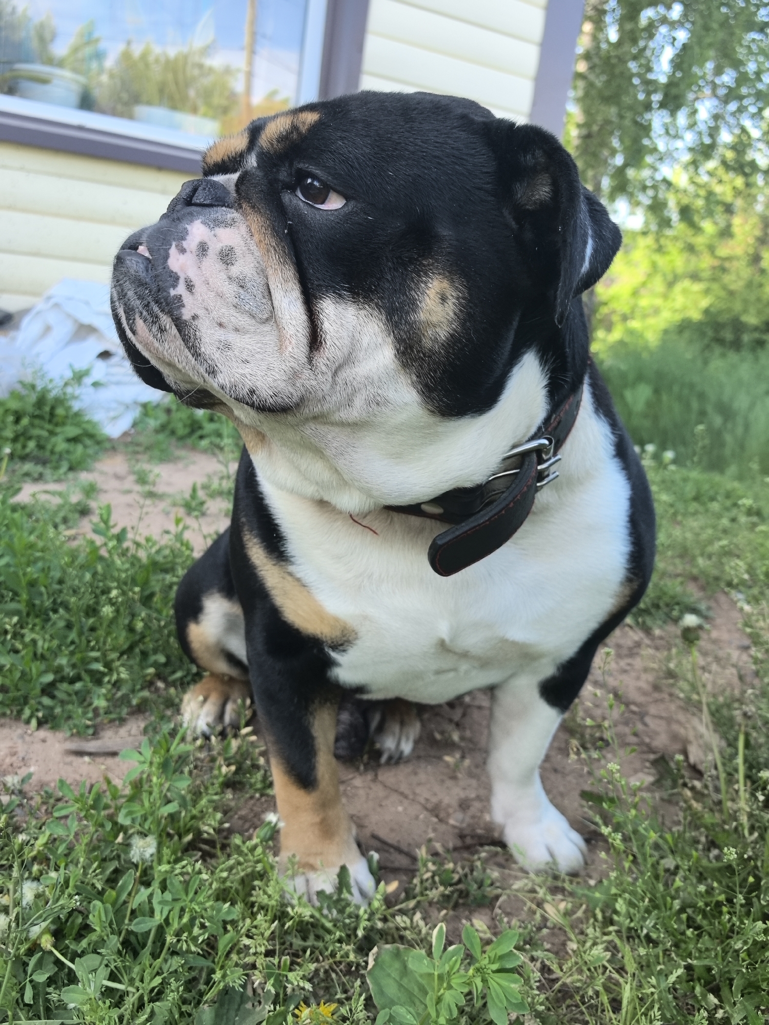 An English Bulldog, predominantly black and white with tan accents, sits in a grassy area with exposed dirt. The dog wears a black leather collar. Behind the dog is a building with light-colored siding and a visible window. Green trees are in the background. The location is Noviy, Russia.
