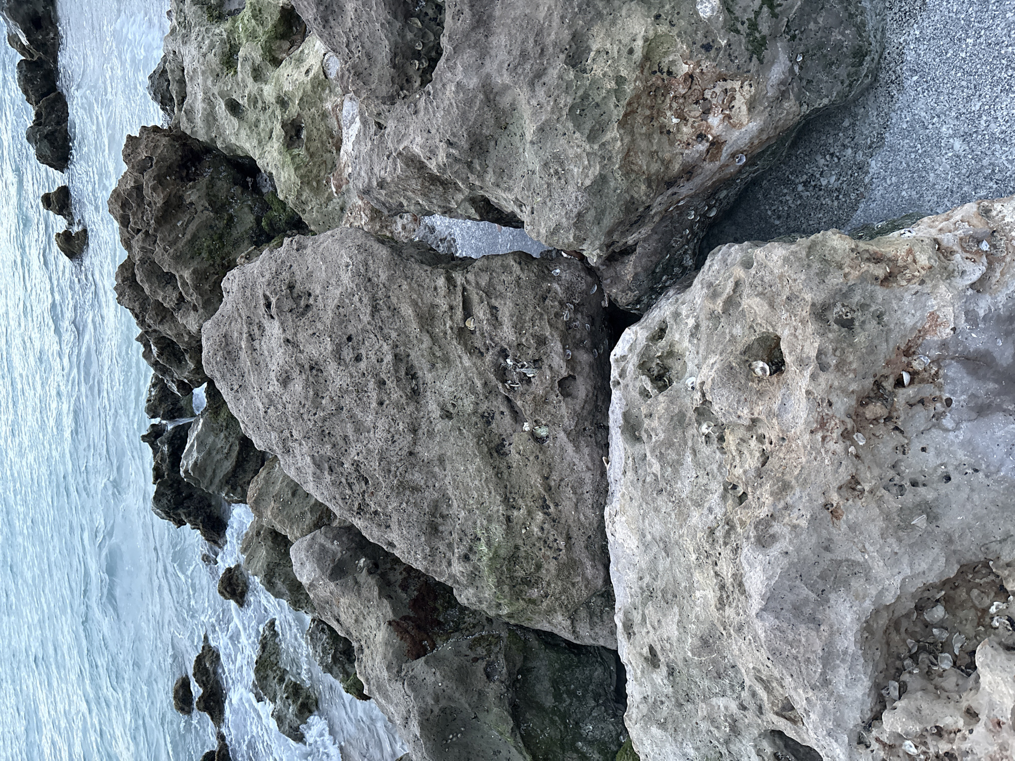 The image depicts a rocky shoreline with the ocean in the background. The rocks are large, varied in shape and texture, with some showing signs of erosion and encrustations of shells and marine organisms. The water is a muted blue-grey, with gentle waves lapping against the rocks. The lighting suggests it is either early morning or late afternoon, with a soft, diffused light. There are no people or any man-made objects visible in the image. The scene appears to be a natural coastal environment. The provided hints indicate the location is the city of Venice, United States of America, specifically a rocky area of its coastline.