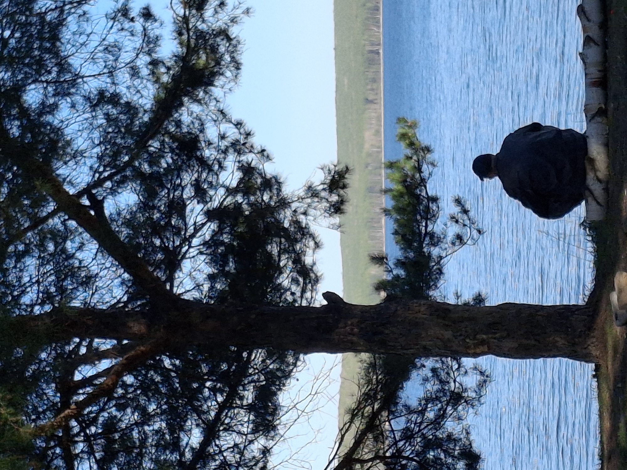 A rotated eye-level shot shows a person sitting on what appears to be a birch tree trunk on the edge of a body of water, potentially a lake or river, in Chaikovsky, Russia. The person is facing the water, possibly contemplating. The water has a blue hue with some visible surface texture. In the background, across the water, is a strip of green land. A large tree with dense branches frames the left side of the shot. The sky above is a light blue. The shot's focus is on the overall serene scene, rather than specific details of the person or surrounding area.