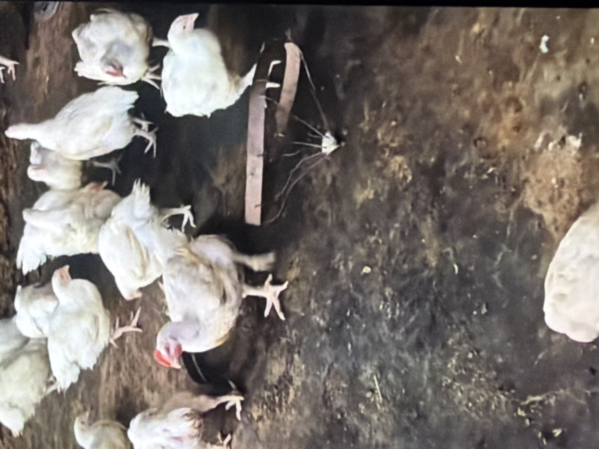 In Bukuru, Nigeria, a group of white chickens are gathered on a dirt floor. The chickens appear to be of various sizes, with some of them exhibiting red combs. The environment is dusty and appears to be an outdoor or partially enclosed space. A portion of a metallic object, possibly a cage or feeder, is visible in the foreground. The lighting suggests it is daytime.